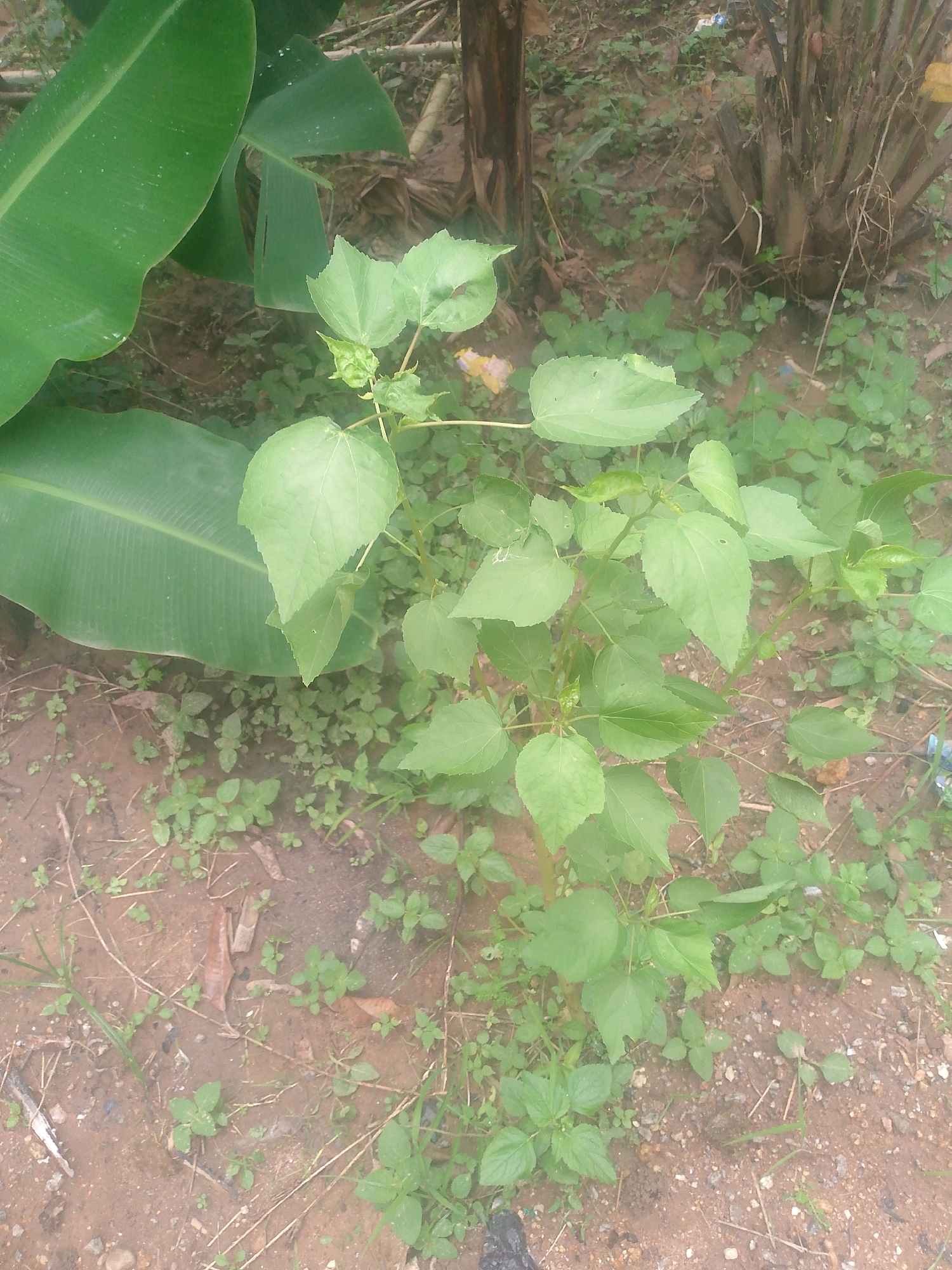 A medium shot captures a bushy green plant with heart-shaped leaves and a thick, woody stem, situated on the ground in Masaka, Nigeria. The plant's foliage is dense and vibrant, with some leaves appearing wilted or torn. In the background, large, broad green leaves of what appears to be a banana tree are visible, along with the textured bark of a tree trunk and more of the ground, covered in soil, dried leaves, and small green weeds. The scene appears to be an outdoor, natural setting within the city.
