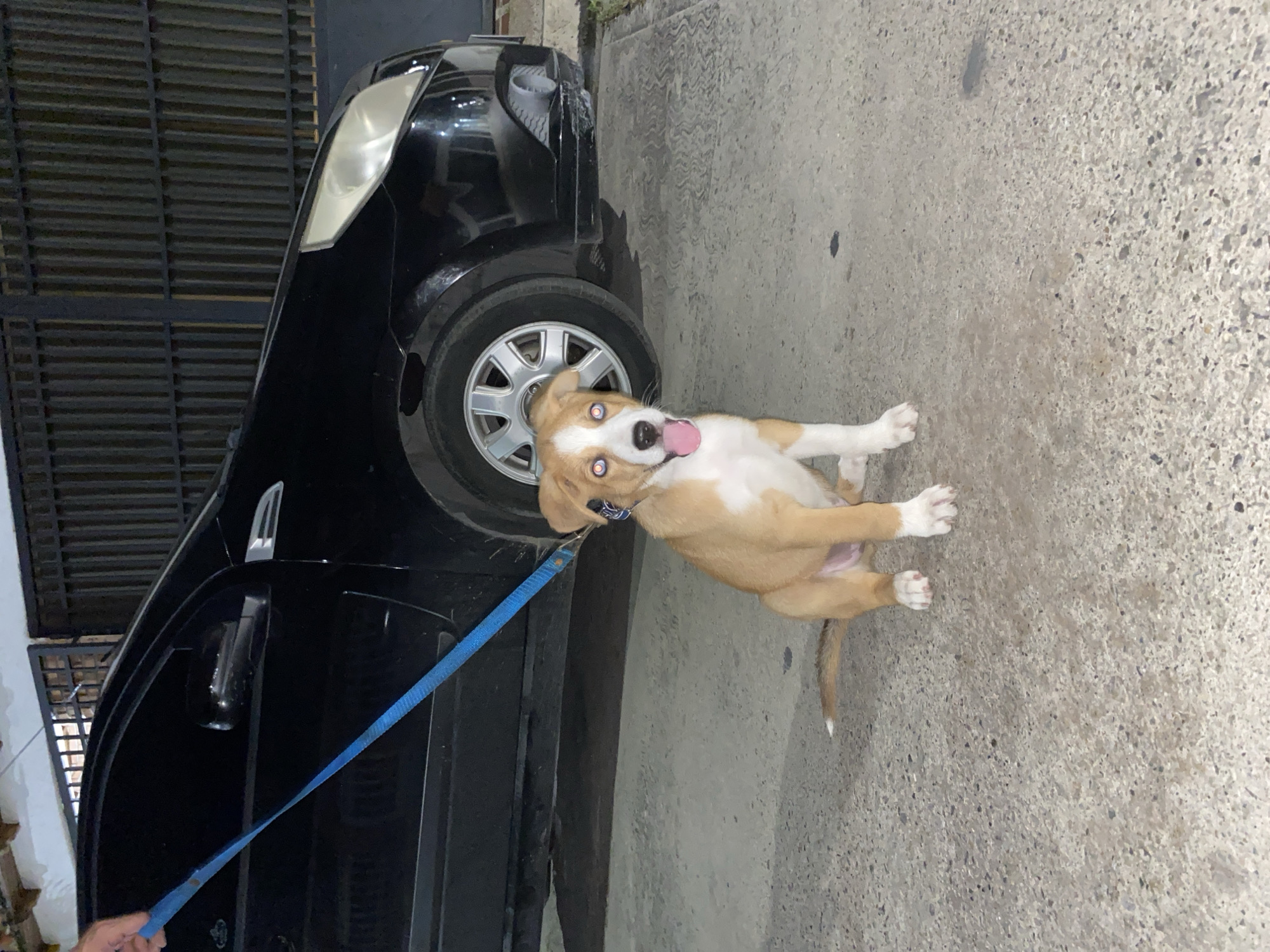 A tan and white puppy with bright blue eyes sits on a concrete surface, looking directly at the camera with its tongue out. The puppy is wearing a dark collar with a patterned band. A blue leash is attached to the collar and extends upwards, out of frame, held by an unseen person. To the left and behind the puppy is the side of a black car, showing a partially open door, a side mirror, and the front wheel with a silver rim. The car is parked next to a dark, corrugated metal fence or gate. The ground is a textured, light gray concrete. The image appears to have been taken outdoors at night or in low light conditions.