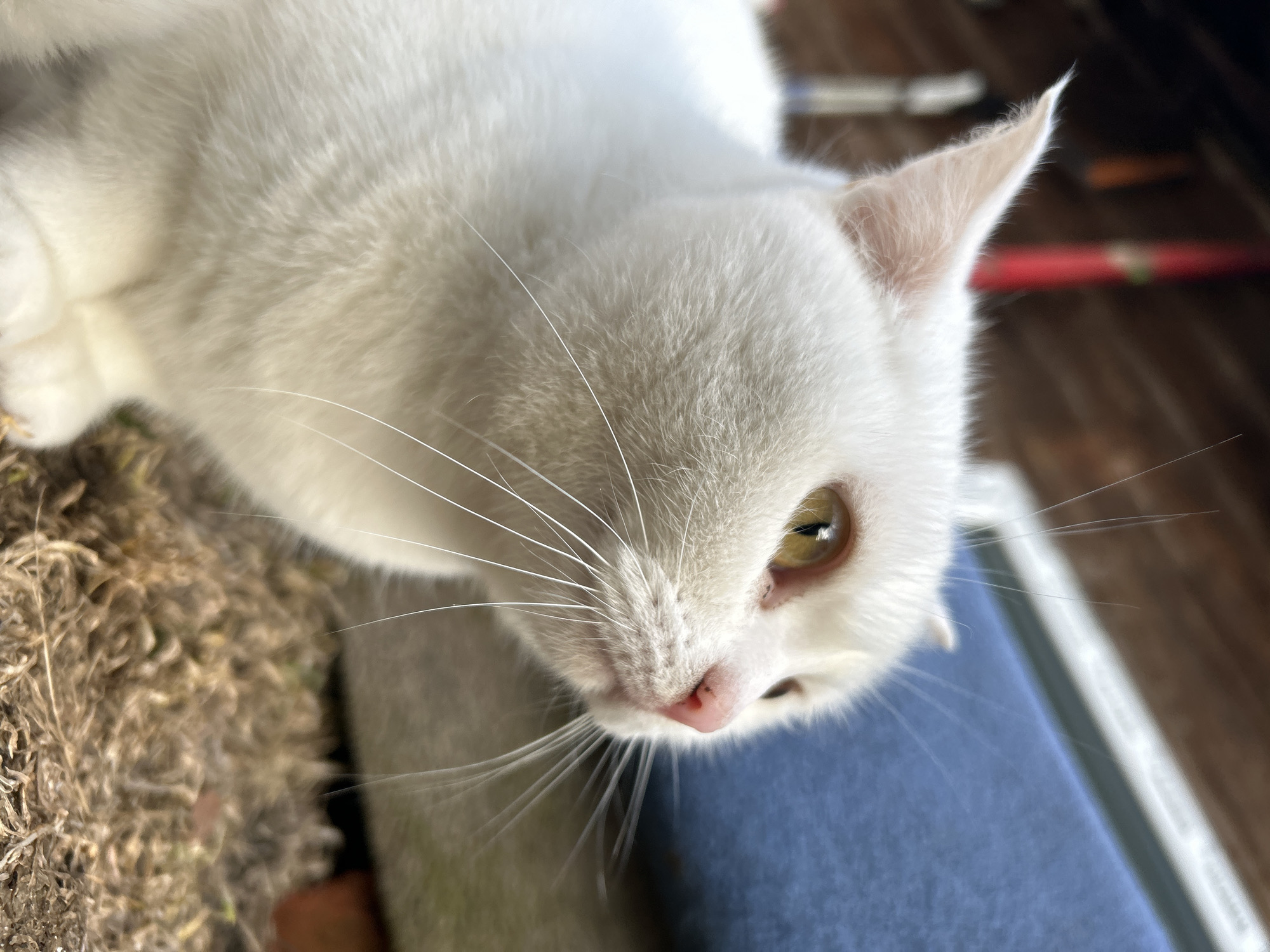 A close-up, high-angle shot captures a domestic white cat in Chaikovsky, Russia, looking directly towards the viewer. The cat is the central subject, distinguished by its pristine white fur, long, delicate whiskers, and striking yellow-green eyes. Its small, pink nose is prominent in the foreground. The cat's head is tilted slightly downwards, suggesting it is either looking at something below or interacting closely with the photographer.
The cat is resting on or near a person, indicated by the blurred blue fabric, likely denim, visible in the lower right portion of the frame, and a faintly visible hand in the bottom left corner. The background is softly blurred, showing a textured brownish-tan surface on the left, possibly a rug or carpet, and darker, indistinct shapes to the right, hinting at an indoor setting with wooden elements. The lighting appears bright and natural, suggesting it is daytime. The cat's expression is one of calm curiosity or gentle alertness. No visible text is present in the image.