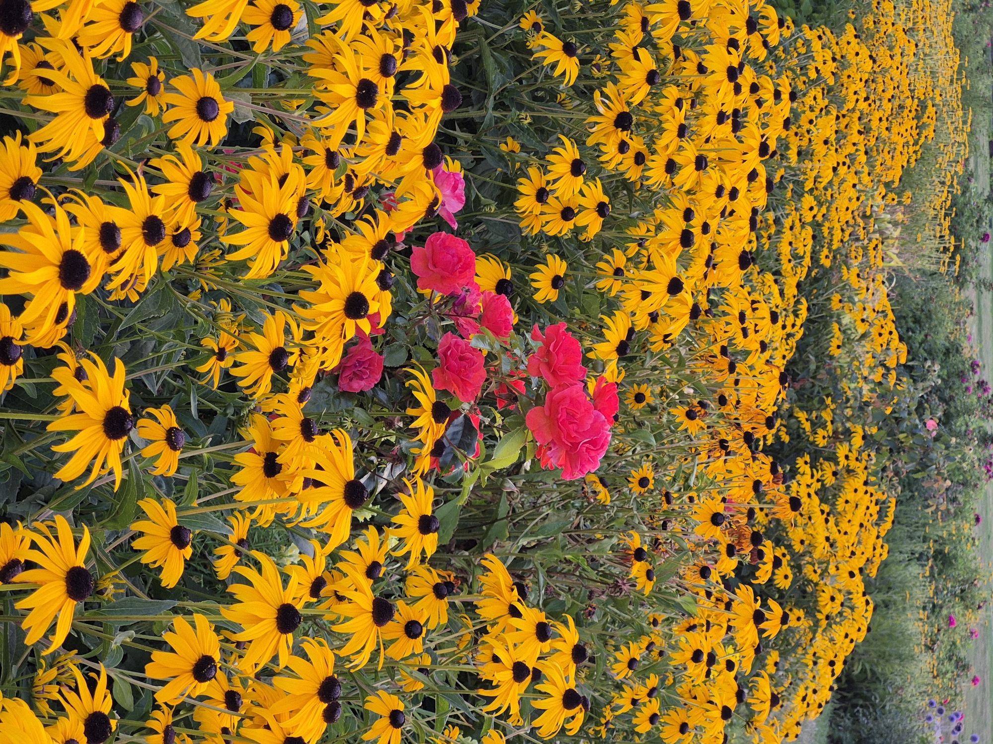 A densely packed field of bright yellow Black-Eyed Susan flowers with dark brown centers stretches into the distance, interspersed with a few clusters of vibrant pink and red roses. The flowers are in full bloom and dominate the foreground and midground, their petals creating a textured blanket of color. The background shows a softer focus of green foliage and more distant flowers. This scene is located in the botanical garden of the Upper Austrian State Exhibition in Schwäbisch Gmünd, Germany. There are no people visible in the image. The lighting suggests it is daytime, possibly late afternoon given the warm tones.