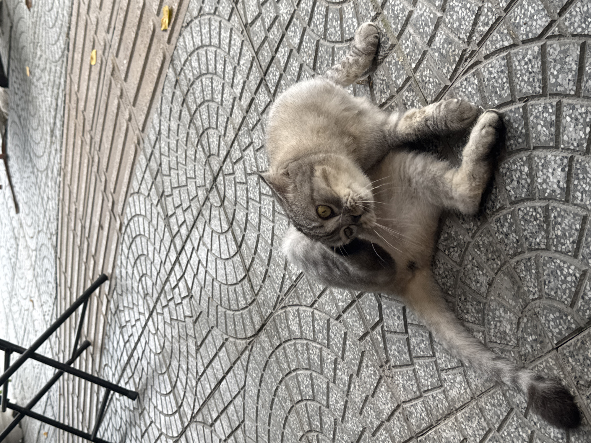 An overhead shot captures a light grey tabby cat lying on its back on a patterned paved ground, likely a sidewalk in Đà Nẵng, Vietnam. The cat's body is stretched and twisted, with its head turned sharply upwards, looking directly at the viewer with wide, curious green-yellow eyes. Its front paws are slightly raised, and its fluffy tail, which is darker at the tip, extends downwards.
The ground features distinct patterns: a section with vertical parallel grooves, and another with a mosaic of small, speckled grey tiles arranged in concentric arcs. A small amount of light-colored debris, possibly dried leaves or paper, is visible on the grooved section of the pavement in the upper left. In the bottom-left corner, a part of a black metal rack or stand is visible, suggesting an outdoor urban or semi-urban setting. The lighting indicates it is daytime, possibly overcast or in shade, as there are no harsh shadows. There is no visible text in the image. The cat appears relaxed and perhaps playful in its pose.