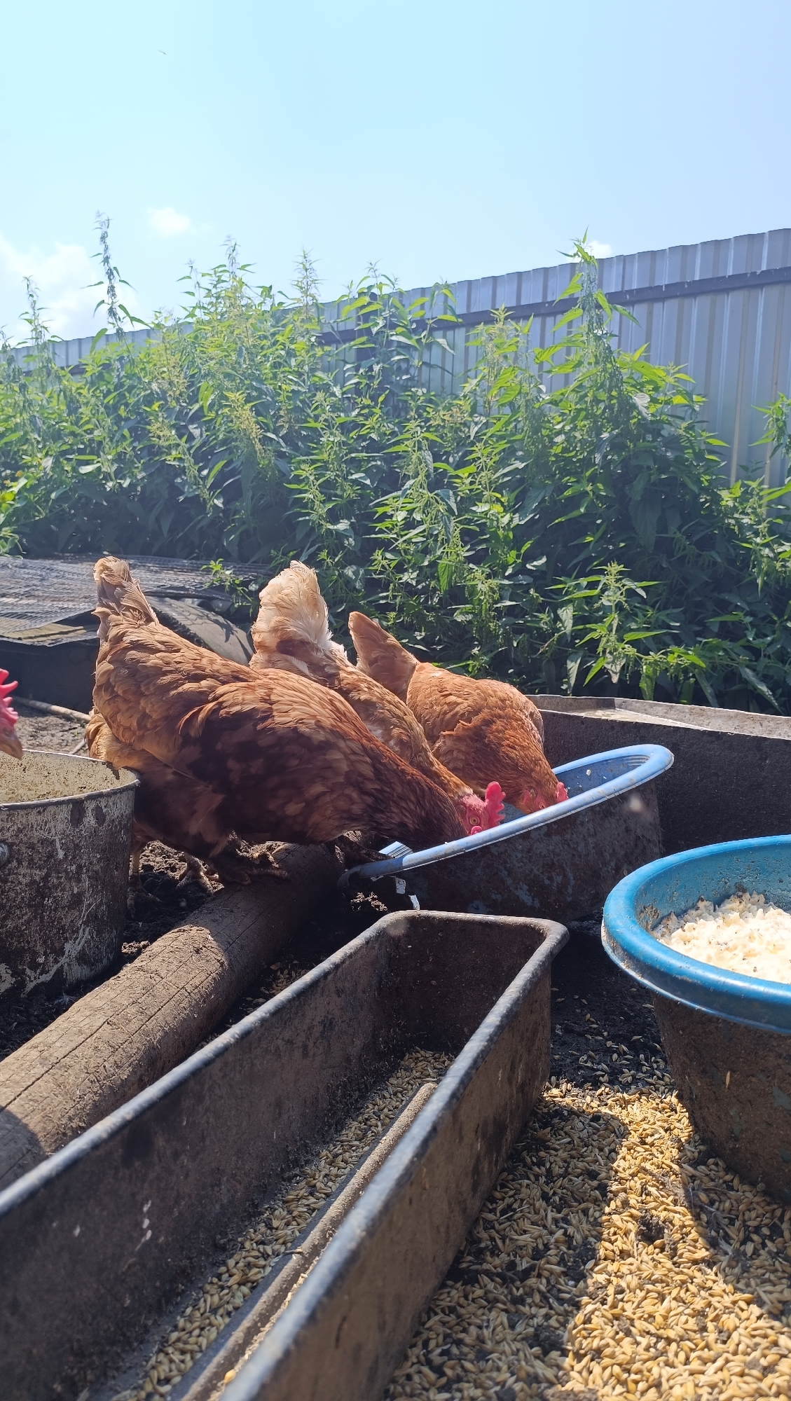 In the city of Karsha, Russia, on a sunny day, three brown hens are gathered around a blue plastic tub, pecking at what appears to be food. The hens are positioned with their heads down, actively eating. In the foreground, a long, metal trough is filled with grains, suggesting a feeding area. Another blue tub, also containing food, is visible to the right of the frame. The background is dominated by lush green foliage and a corrugated metal fence, indicating an outdoor, possibly rural or backyard setting. The lighting suggests it is daytime, with the sun casting shadows.