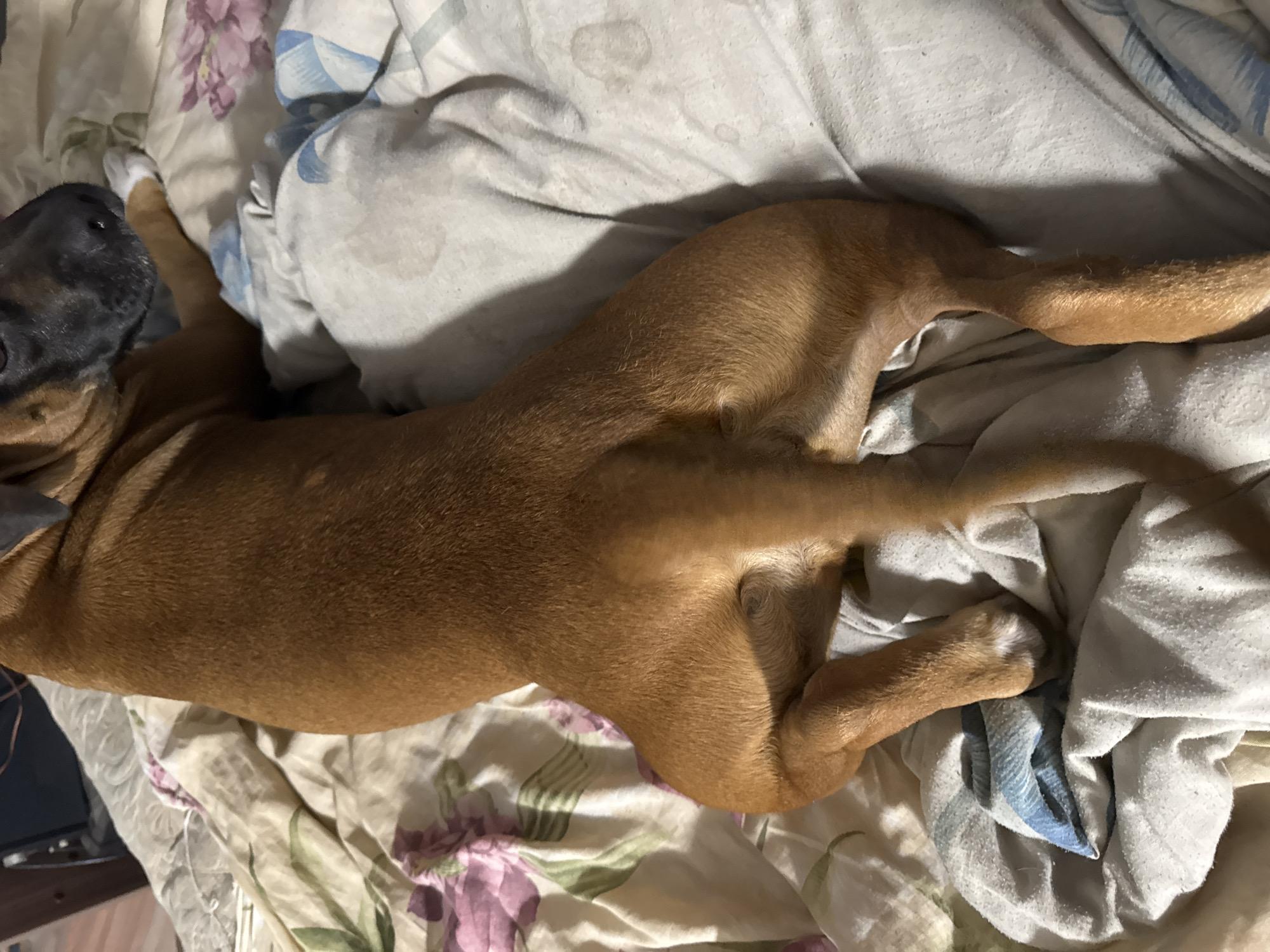 A brown dog with a black muzzle lies on a bed with floral patterned sheets and a white blanket. The dog is stretched out with its hind legs extended behind it. The scene is indoors and contains only the dog, bed linens and a visible part of a dark surface. The location cannot be determined from the image.