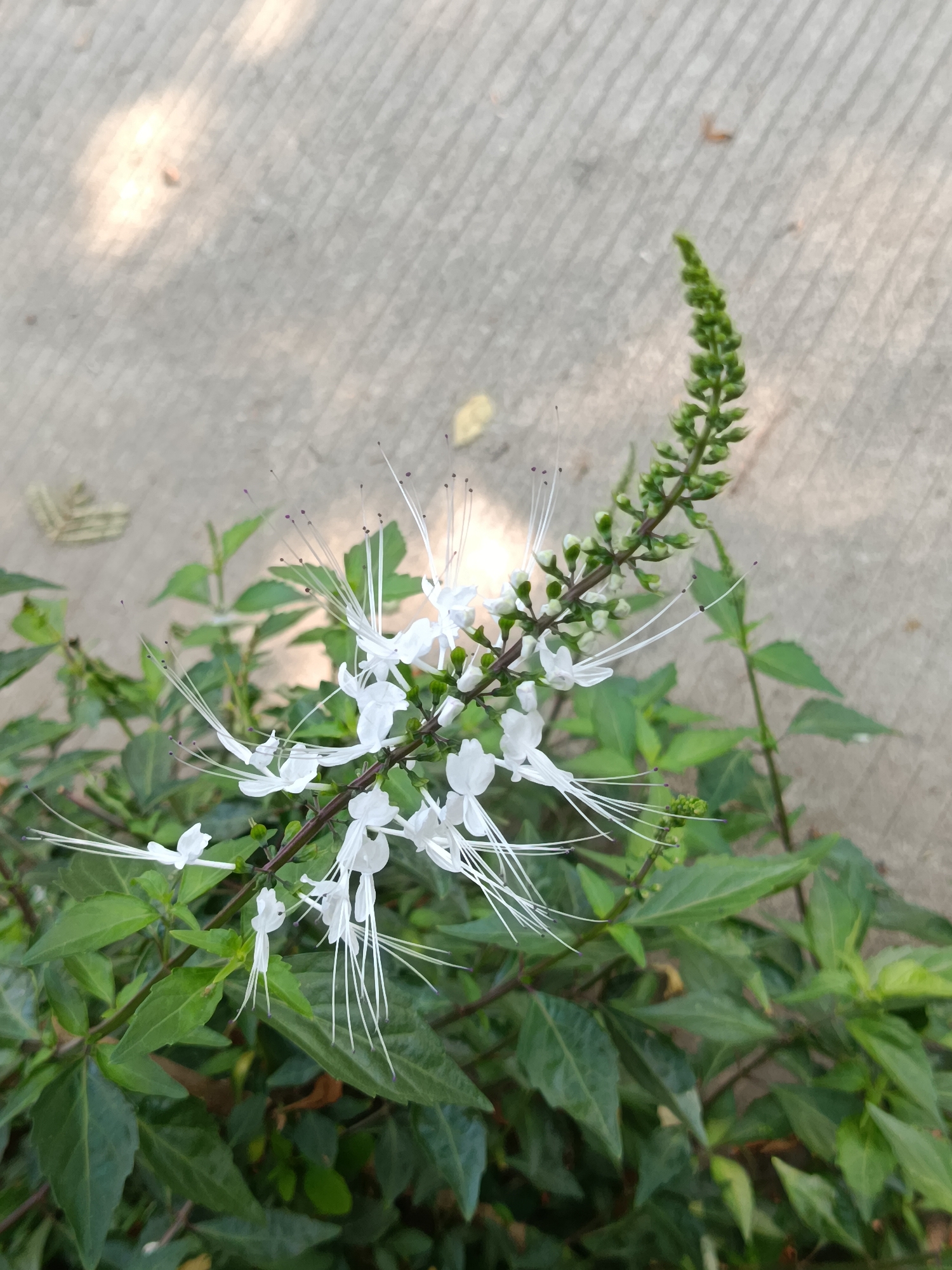 The image shows a close-up of a flowering plant with delicate white blossoms and long, wispy white stamens tipped with purple. The plant has green leaves and a spike of green buds at the top. The background is a textured concrete surface, likely a sidewalk or pathway, with dappled sunlight and shadow. The scene appears to be outdoors in a natural setting, possibly a garden or park. There are no people or specific landmarks to indicate a precise location within Wanasari, Indonesia.