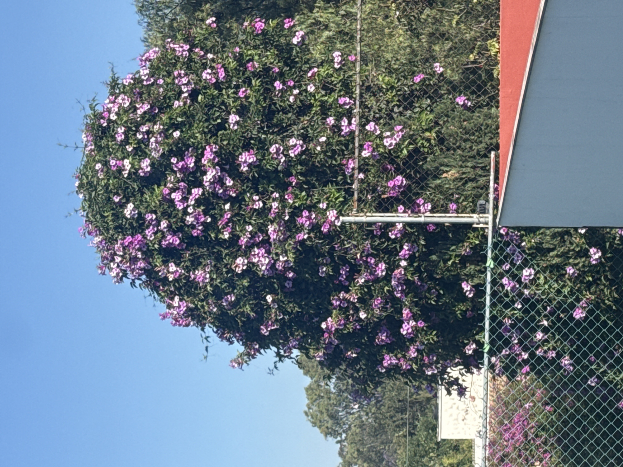 A large bush covered with purple and white flowers is growing near a chain-link fence in San Bernardino Tlaxcalancingo, Mexico. The bush is positioned on the left side of the frame and extends partially into the blue sky. To the right of the bush, a building or structure is visible, with a section painted white and a red trim. A portion of a chain-link fence is visible, with some flowering plants also growing near it. Additional trees and foliage can be seen in the background.
