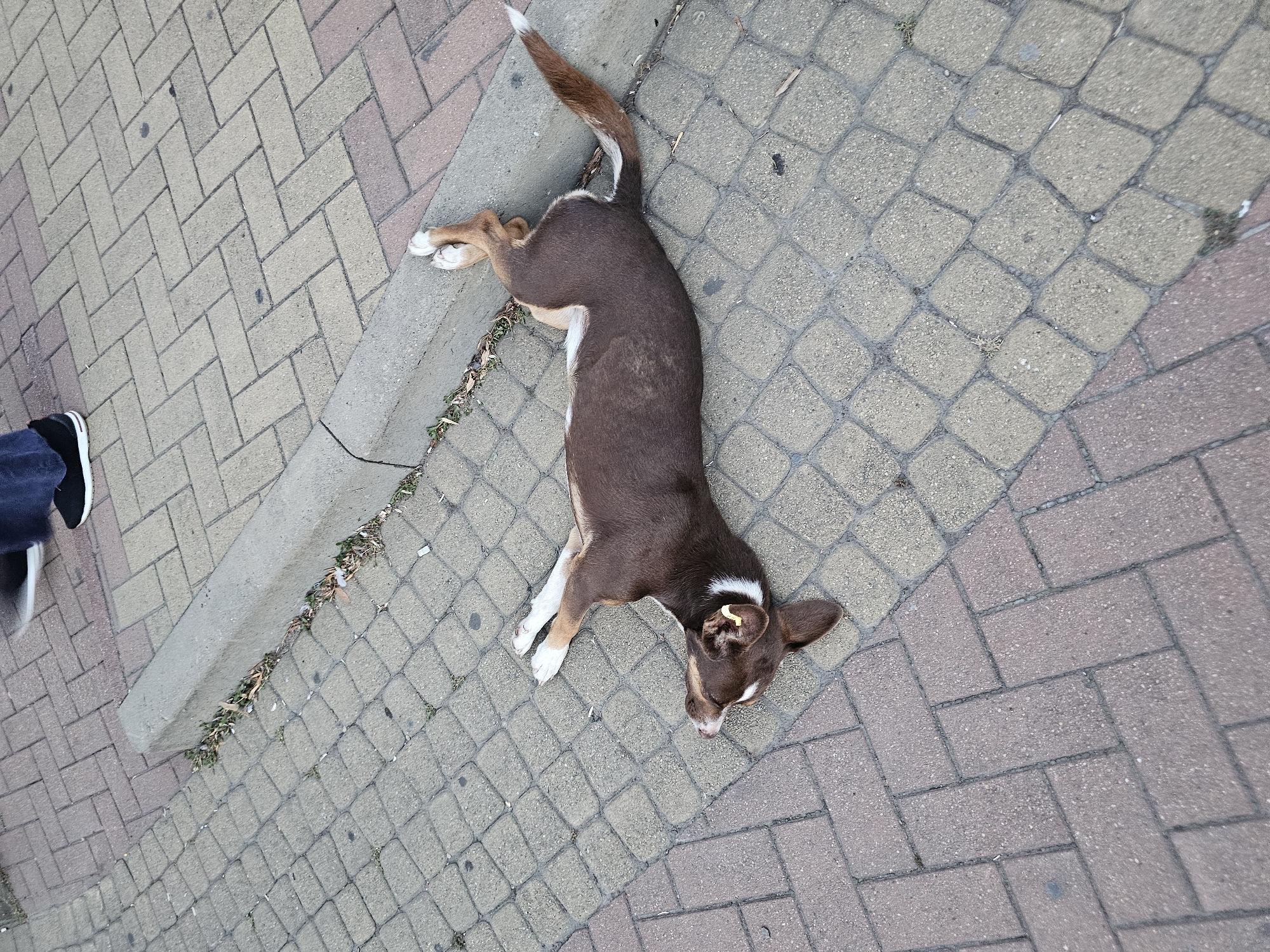 A brown dog with white markings lies on its back on a paved sidewalk with a curb. The dog's paws are in the air, and its mouth is open, with its tongue visible. A yellow ear tag is attached to the dog's left ear. In the background, a person wearing dark pants and black shoes stands on the sidewalk. The sidewalk is made of interlocking paving stones. The image does not provide any specific details that would allow it to be located in Cherkessk, Russia.