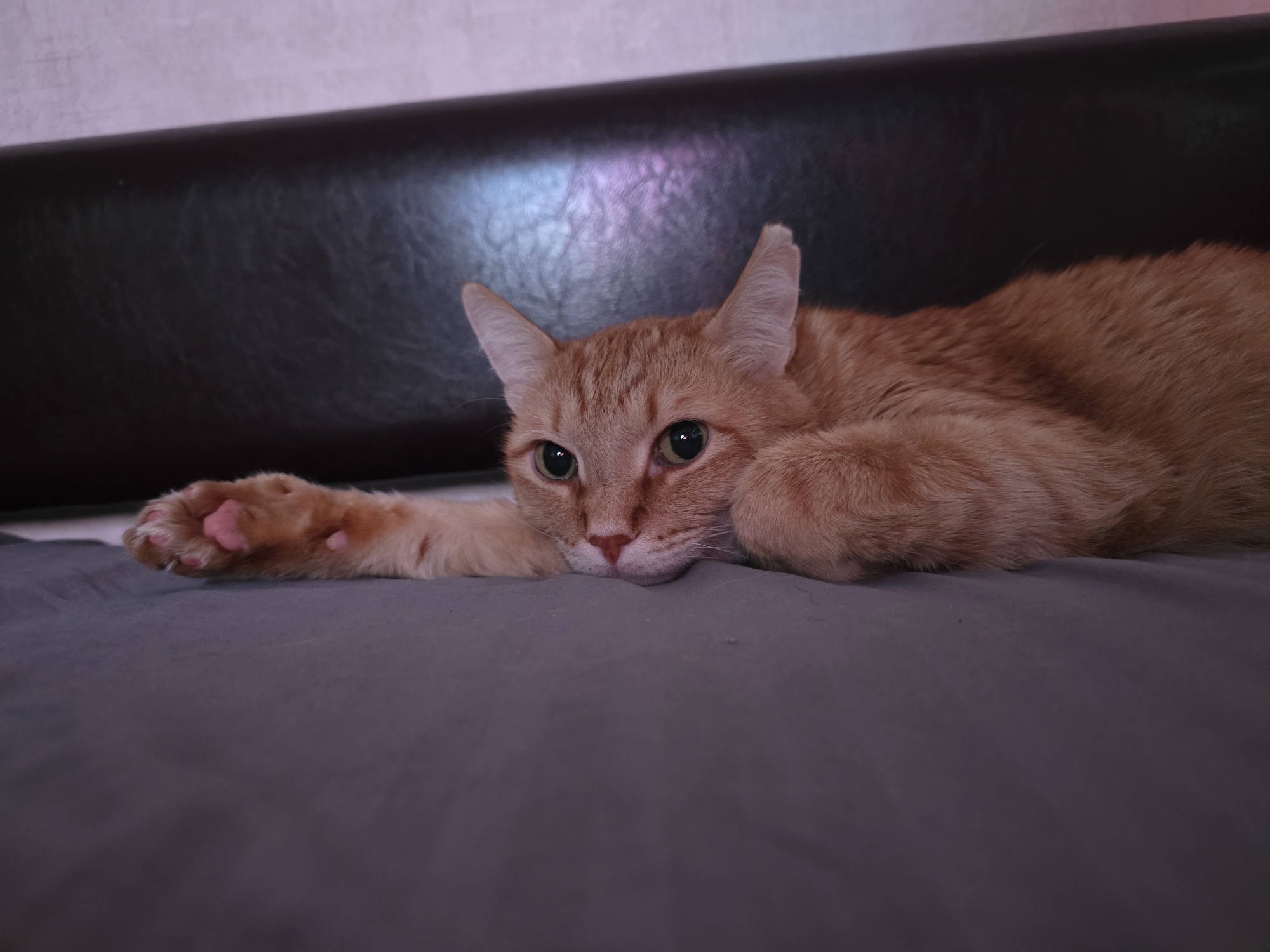 An orange tabby cat lies on a gray surface, with its left paw extended. The cat has green eyes and is positioned in front of a dark, possibly leather, headboard. The background includes a light-colored wall. The location is Chaikovsky, Russia.