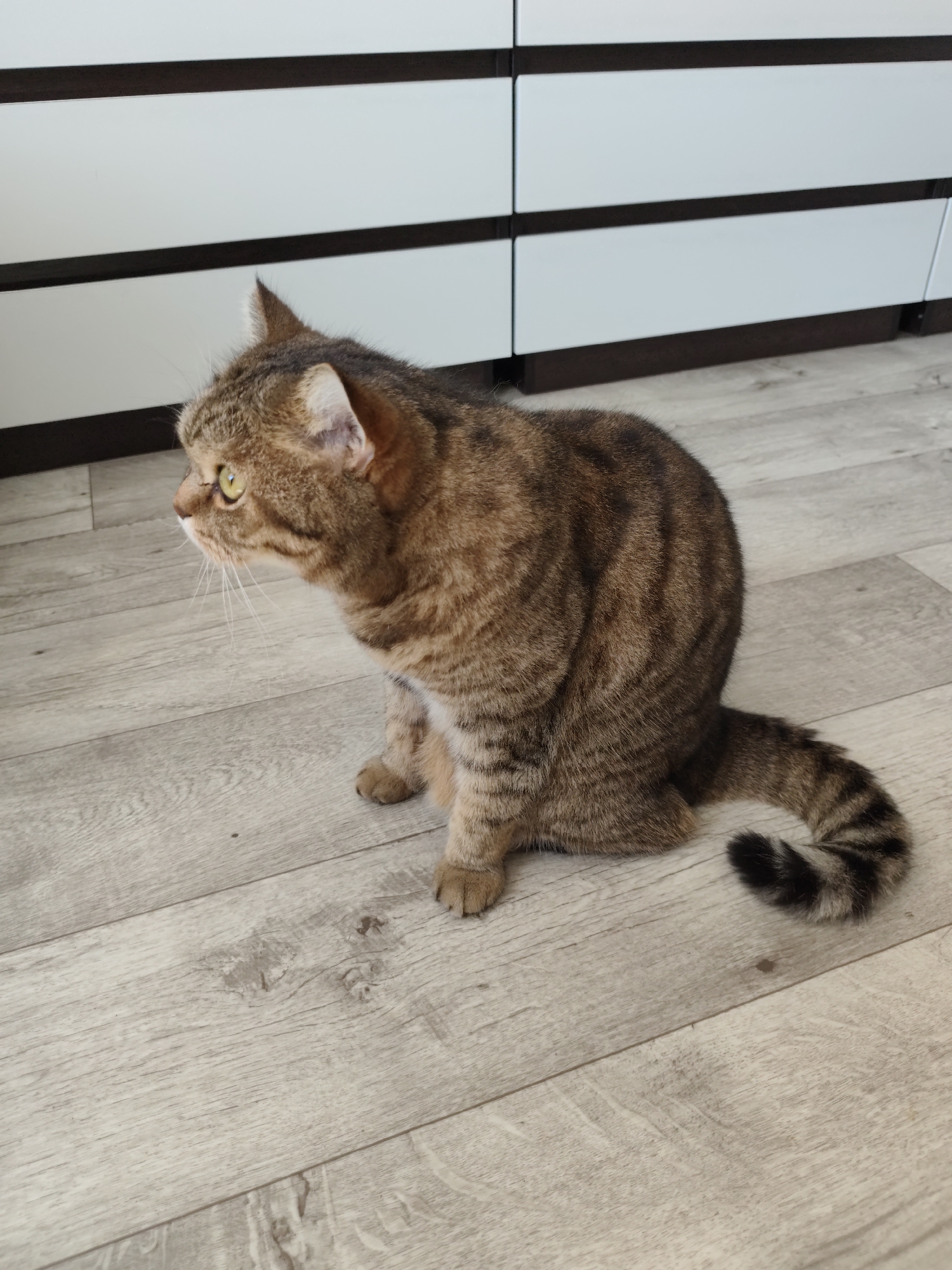A brown tabby cat is sitting on a light-colored laminate floor, facing left. The cat has green eyes and a striped tail. Behind the cat is a white cabinet with dark horizontal lines. This scene is likely in an indoor residential setting.