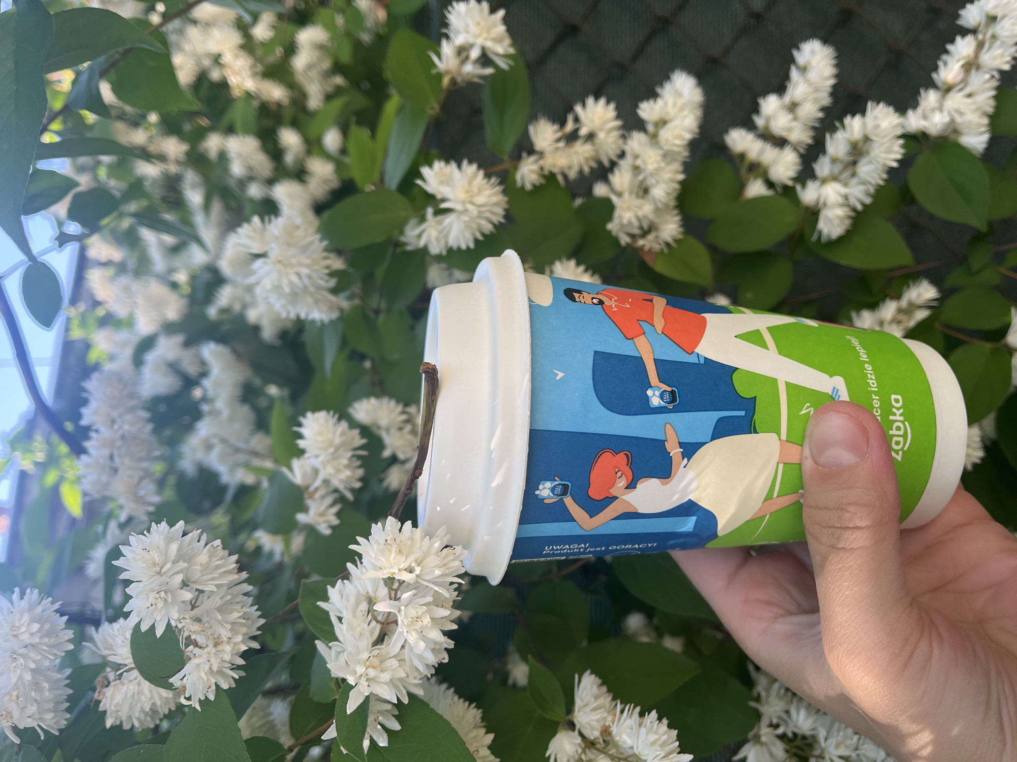 In this close-up, eye-level outdoor shot, a person's hand holds a disposable coffee cup adorned with a vibrant illustration of two people dancing. The cup features a white lid and a blue and green body. The illustration depicts a woman with red hair in a white dress and a man in an orange shirt and white pants, both holding small cups. Text in Polish is visible on the cup, including "UWAGI JEST GORĄCY" and "zabka". The cup is positioned in front of a bush with numerous small white flowers and green leaves, possibly a type of deutzia. The background is slightly blurred, showing more foliage and a hint of a fence and sky. The lighting suggests it is daytime with sunlight filtering through the leaves.
