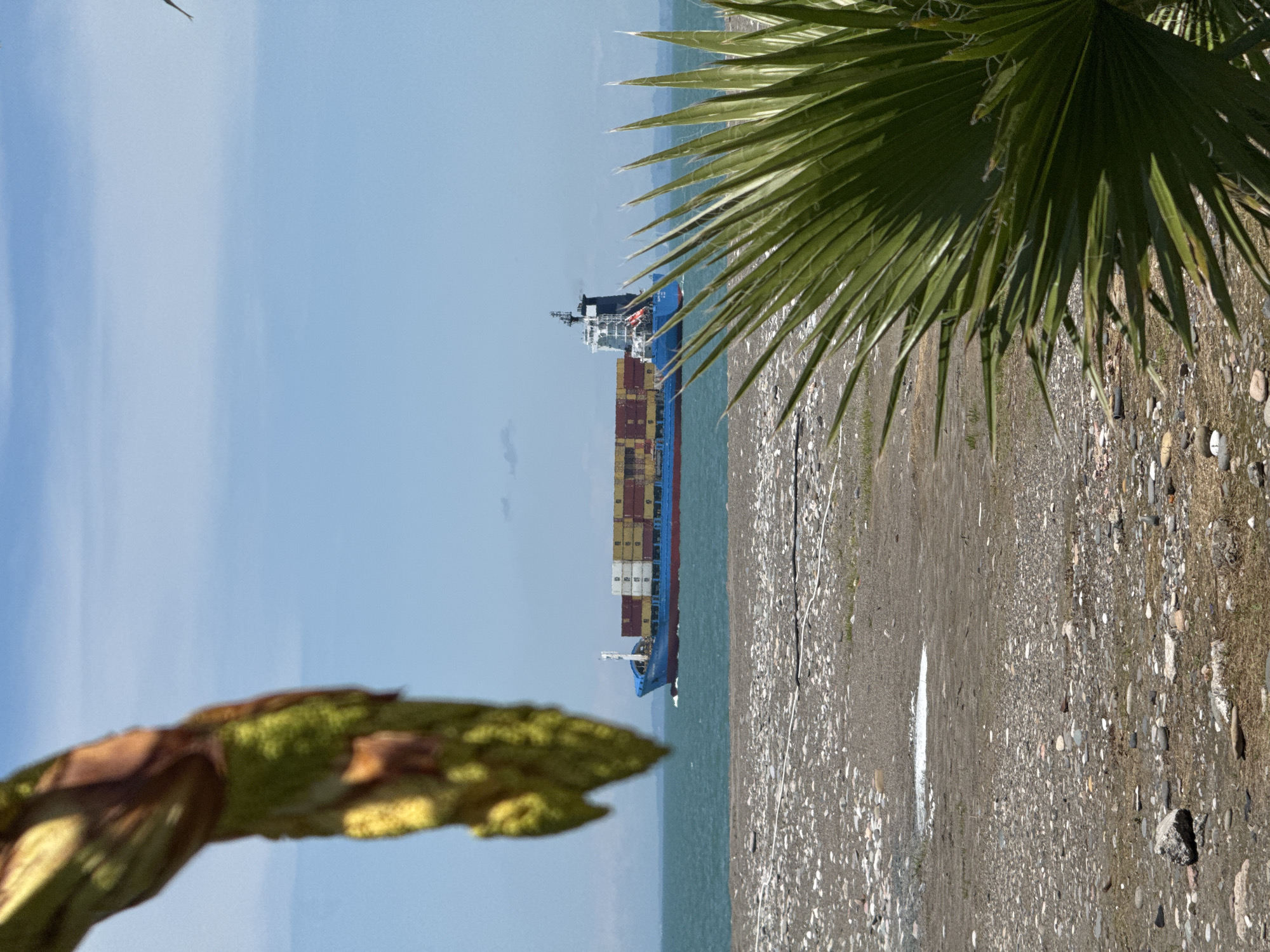 The image depicts a coastal scene in Batumi, Georgia. A large cargo ship is visible on the water, positioned between a beach and the open sea. A palm tree frond partially obscures the right side of the frame, while another plant, likely a shrub or tree branch, is blurred in the lower left corner. The beach consists of dark-colored sand and small stones. The sky is blue with minimal cloud cover.