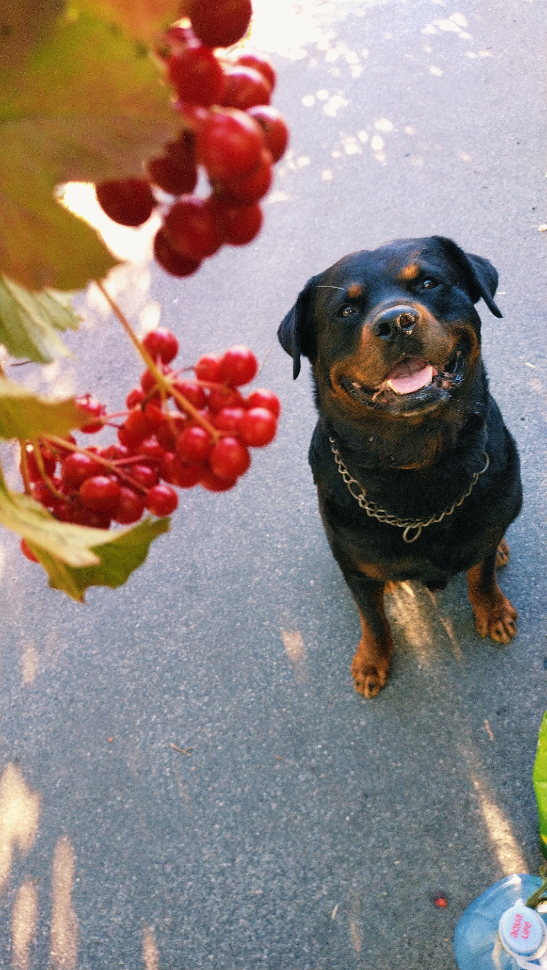 A rottweiler dog with a silver chain collar sits on an asphalt surface next to a branch of red berries. The dog is facing the camera with its mouth open and tongue visible. The berries are out of focus and in the upper left corner of the image. Sunlight casts shadows on the asphalt. The image appears to have been taken outdoors.