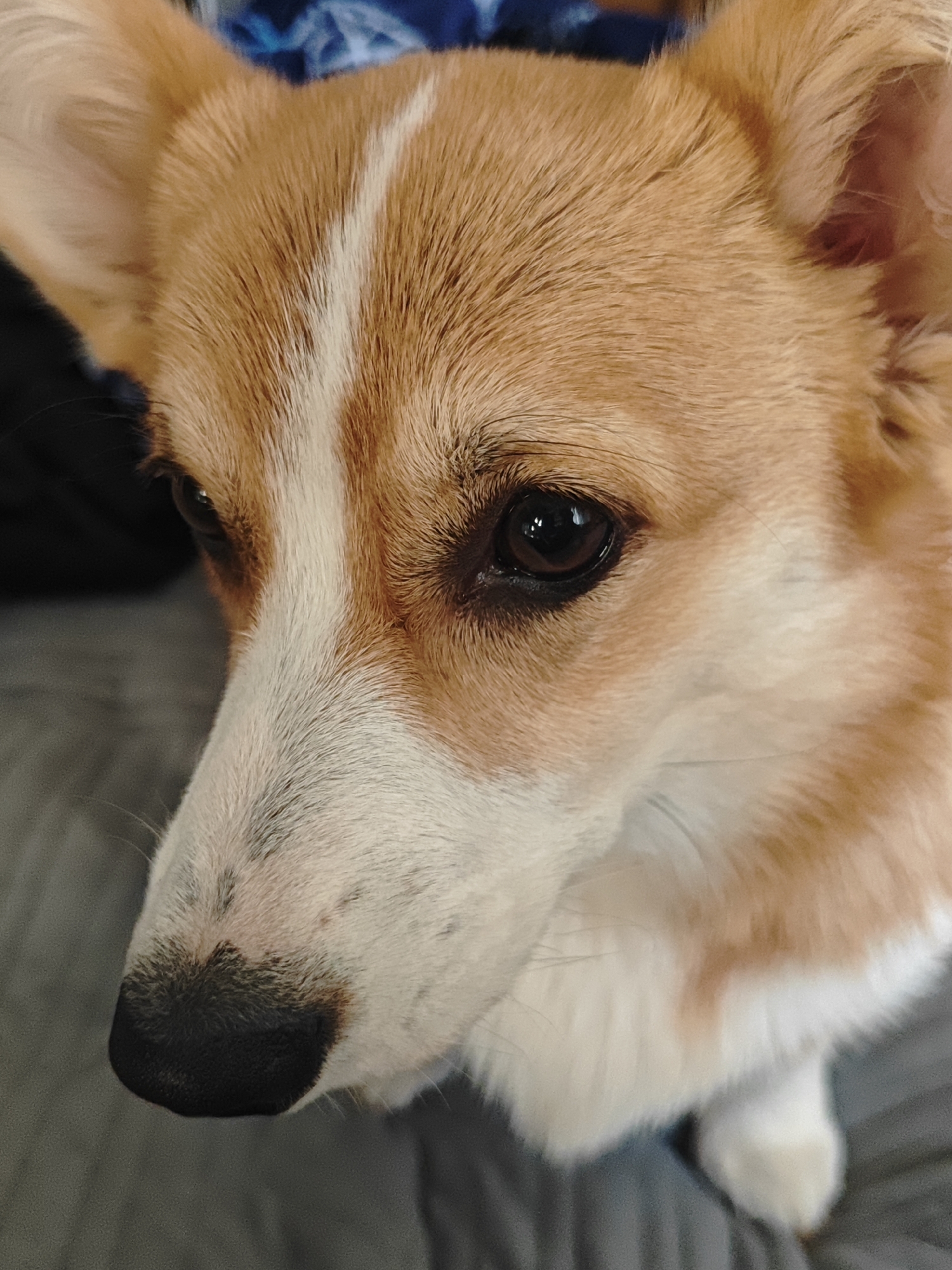 A close-up, head-on shot shows a Pembroke Welsh Corgi's face. The dog has tan and white fur with a white stripe down the center of its forehead. Its large, dark brown eyes are looking down and to the left. The dog's nose is black and appears wet. The background is out of focus, showing a textured gray surface and hints of blue fabric. The lighting is soft and even. The image is taken from a slightly elevated angle.