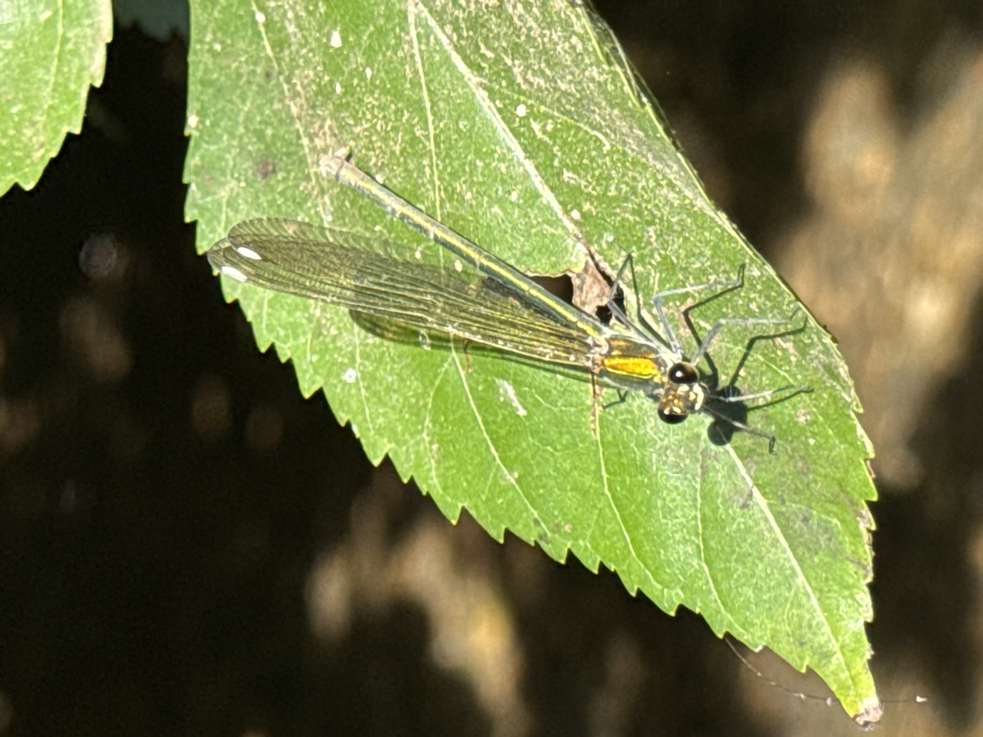 A close-up macro photograph captures a damselfly resting on a vibrant green leaf with serrated edges. The damselfly, positioned diagonally across the leaf, showcases its delicate, veined wings, which are translucent with subtle dark markings. Its slender, segmented body exhibits metallic green and yellow hues, particularly prominent on its thorax. The damselfly's large, compound eyes are dark and multifaceted, and its spindly legs are clearly visible, gripping the leaf's surface. The leaf itself has a slightly textured appearance, with some faint white speckles and a small, damaged area near the damselfly's thorax. The background is a dark, softly blurred expanse, suggesting a shaded environment, possibly a forest floor or undergrowth, with hints of lighter, out-of-focus shapes that could be other leaves or dappled sunlight. The lighting appears natural, highlighting the details of the damselfly and the leaf. No people, text, or specific time of day or weather conditions are discernible beyond the impression of a bright, possibly sunny day filtered through foliage. The setting is implied to be a natural outdoor environment, consistent with a location like Mevoot HaHermon Regional Council, Israel, known for its diverse flora and fauna. The overall mood is one of quiet observation of nature's intricate details.