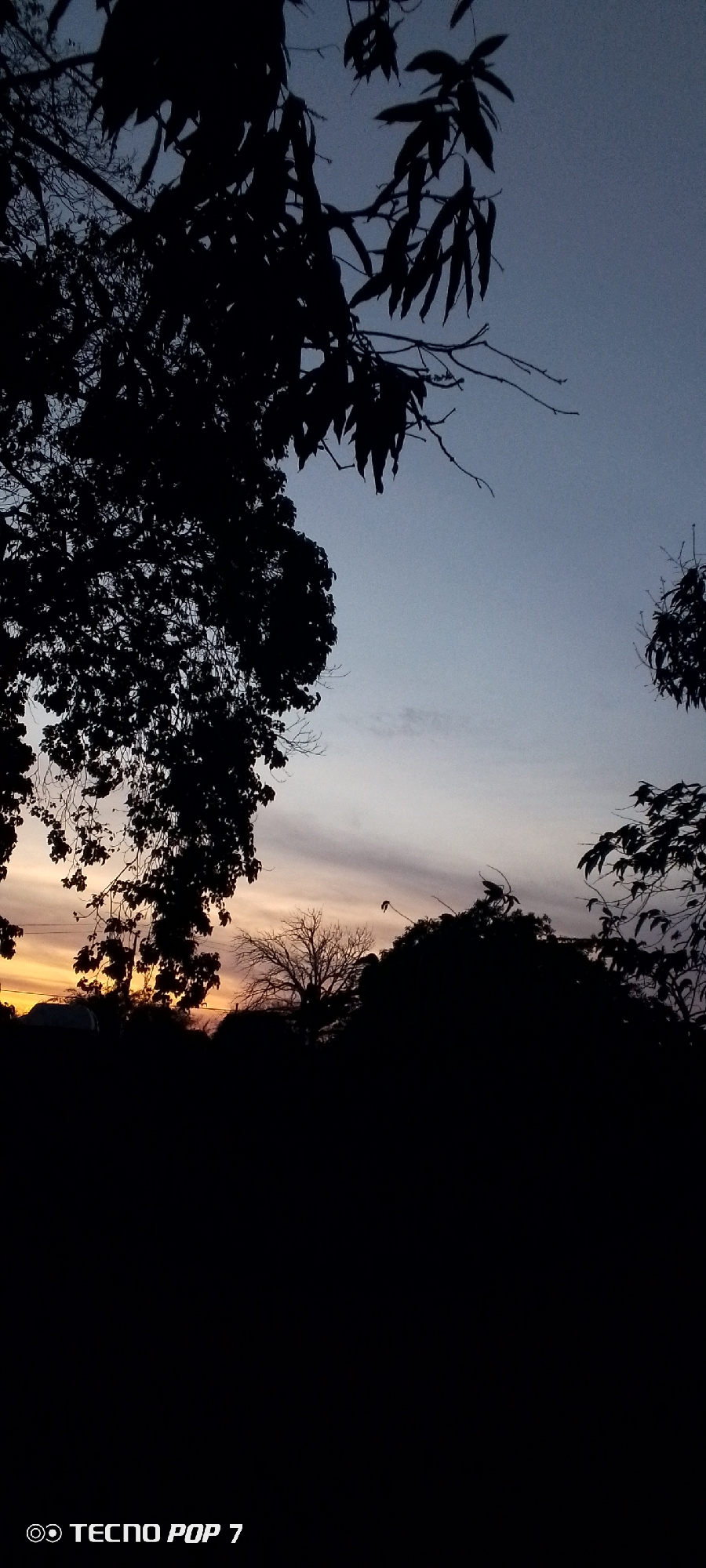 The image captures a dusky scene, likely at twilight. Silhouetted trees frame the upper portion of the image, their leaves detailed as dark shapes against the sky. The sky itself transitions from a soft blue-gray above to a faint orange-yellow near the horizon, suggesting the afterglow of sunset. The foreground is mostly dark, obscuring details of the landscape, although a few faint shapes hint at buildings and vegetation. At the bottom of the image, the words "TECNO POP 7" are visible. There is no visible location name or indication of being in Altagracia, Venezuela. No people, actions, or interactions are visible.