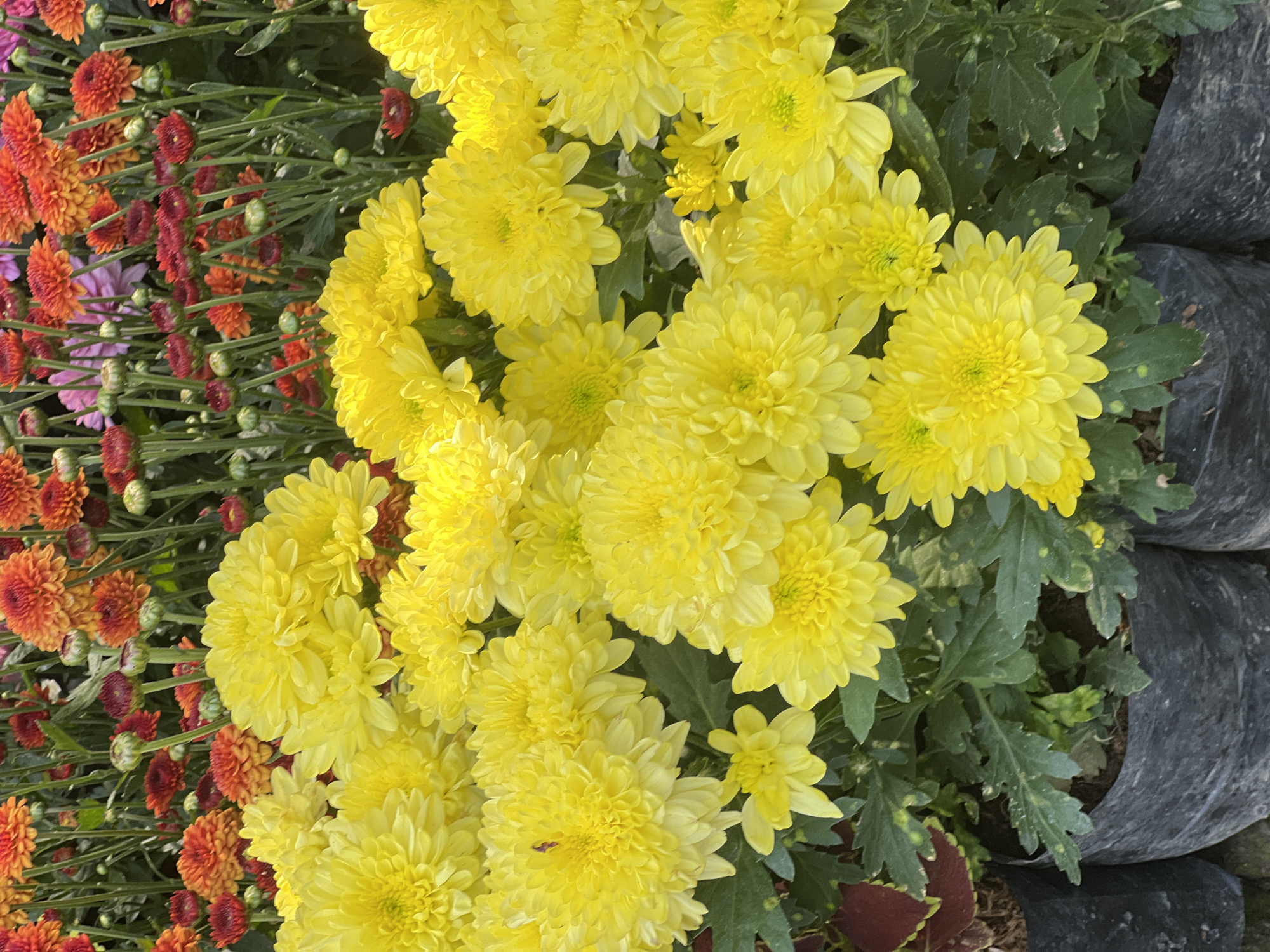 A medium shot captures a vibrant display of chrysanthemums, predominantly in shades of bright yellow, with accents of orange and red flowers visible in the background. The yellow chrysanthemums are clustered densely in the foreground, their multiple layers of petals creating a full and textured appearance. Some of the flowers are in sharp focus, revealing intricate details, while others are slightly blurred, adding depth to the image. Green foliage peeks through the blooms, providing a natural contrast. In the lower portion of the frame, dark plastic pots containing the plants are visible, suggesting an outdoor nursery or flower market setting. The lighting suggests it is daytime, possibly overcast or with diffused sunlight, as there are no harsh shadows.
This image was captured in Denpasar, Indonesia, likely at a local flower market or garden center, places where such colorful blooms are commonly sold, especially during celebratory seasons or for religious offerings. The presence of the plants in plastic pots indicates they are either for sale or recently planted. The scene is devoid of people, focusing solely on the botanical subjects.