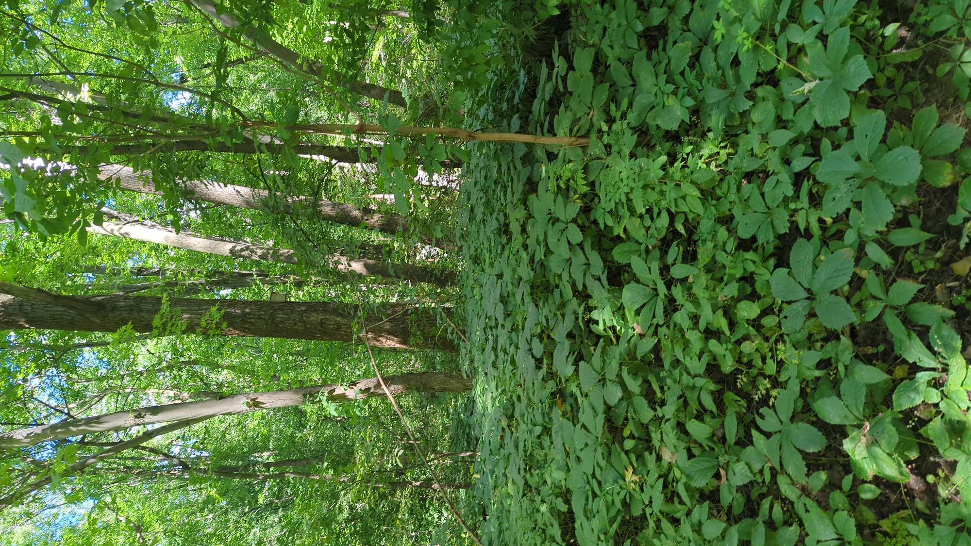The image depicts a dense forest floor covered in lush green ground cover plants, primarily with palmate leaves. Tall trees with rough bark and green foliage form a canopy above, allowing dappled sunlight to filter through. The scene is natural and appears to be an undisturbed section of a forest. There are no people or man-made objects visible in the image. The environment is characterized by abundant vegetation and the presence of mature trees, suggesting a well-established woodland area. The lighting indicates it is daytime, with the sun creating bright patches and shadows amongst the leaves and on the forest floor.