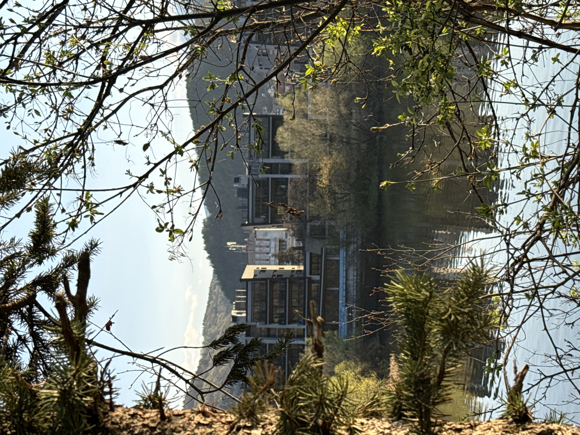 The image depicts a serene lakeside scene, framed by the branches of various trees, likely captured in Pancharevo, Bulgaria. The original image appears to be rotated 90 degrees clockwise; when viewed correctly (rotated 90 degrees counter-clockwise), it presents a horizontal landscape.
In the immediate foreground, a dense canopy of tree branches and twigs partially obscures the view. Many of these branches exhibit fresh, light green leaves, indicating springtime or early summer. Other branches, particularly at the bottom and sides, belong to evergreen trees, showing their characteristic needles and providing a darker green contrast. A blurry, reddish-brown textured surface, possibly a tree trunk or the ground, runs along the very bottom of the frame.
Beyond the foreground foliage, a calm body of water, likely a lake or reservoir, stretches across the midground. Its surface is gently rippled, creating soft, indistinct reflections of the sky and the distant landscape. On the far bank of the water, several multi-story buildings with contemporary architecture and numerous large windows are visible. These structures are nestled at the base of a large, verdant hillside, which rises steeply into the background, covered in dense green trees and foliage.
A bright, clear blue sky is visible intermittently through the gaps in the foreground branches. The lighting suggests it is daytime, possibly morning or late afternoon, given the clear skies and soft highlights. No people or specific activities are discernible, and there is no visible text. A small, indistinct red object, potentially a berry or a tiny insect, can be seen in the upper left section of the foreground branches. The overall scene conveys a peaceful blend of natural beauty and human development by the water's edge.