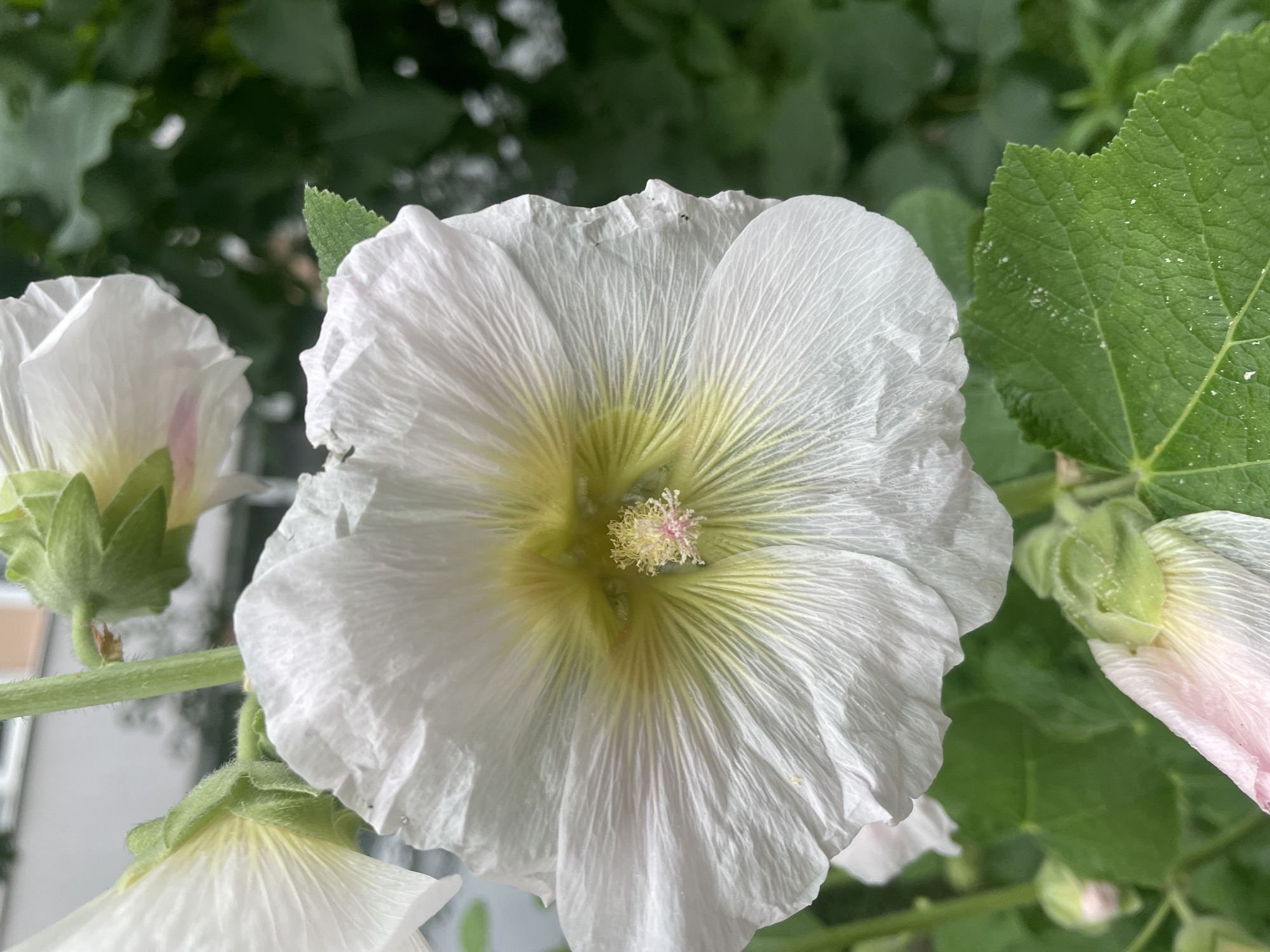 This is a close-up, eye-level, vertical shot of a white hollyhock flower in bloom. The flower is the primary subject, filling most of the frame. Its petals are delicate and textured, with visible veins radiating from a pale yellow center. The center of the flower features a cluster of stamens tipped with pink anthers, and a hint of green pistil. The background is blurred, showing lush green foliage and hints of a light-colored building, possibly indicating an urban garden setting. The scene is outdoors, likely during daylight. There are no people or animals visible. The image does not provide specific details to determine its location within Saint Petersburg, Russia, beyond the general assumption of it being an outdoor scene in a city.