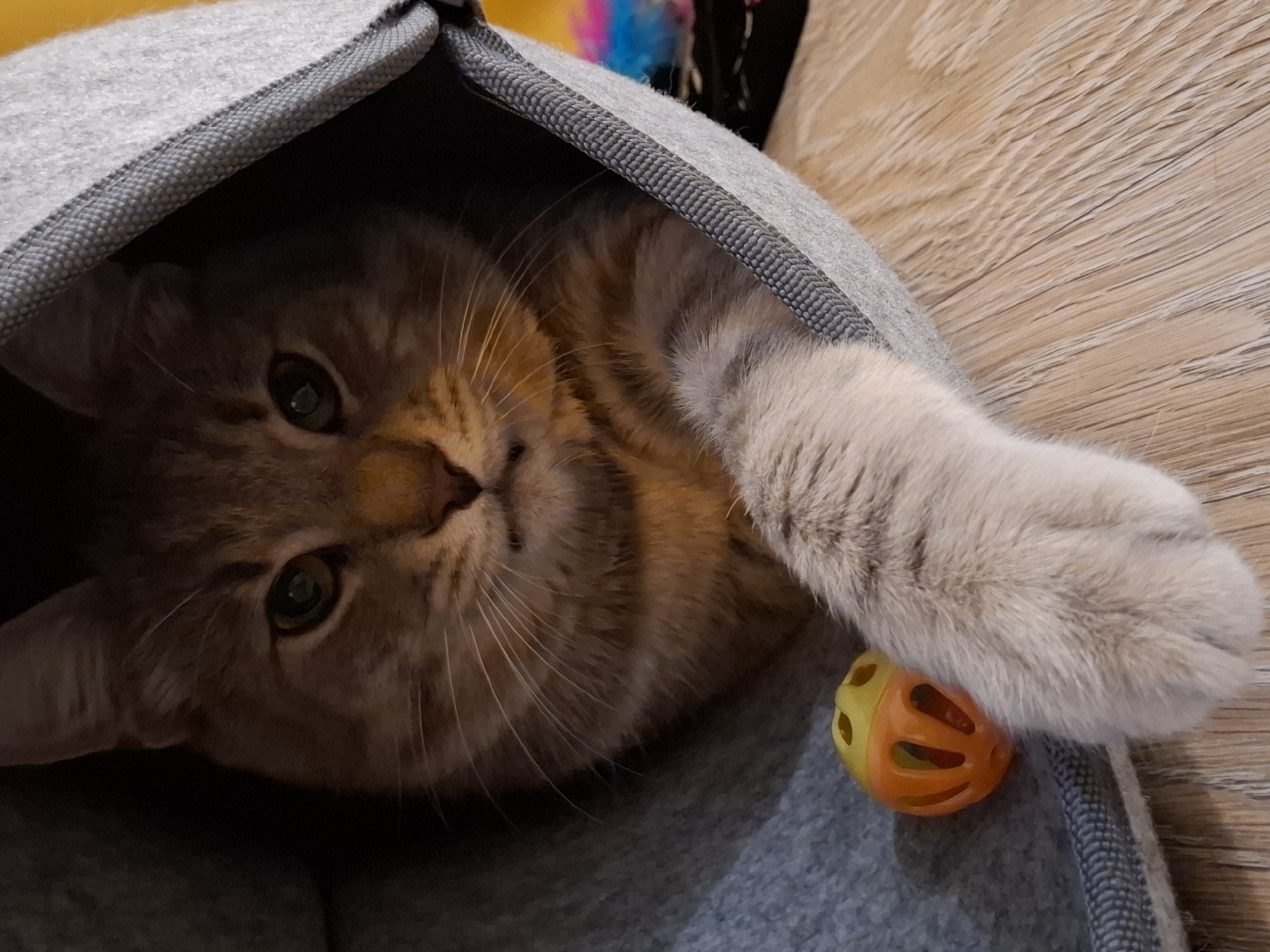 An adult tabby cat with orange, brown, and gray fur is lying inside a gray fabric cat bed. The cat's head is visible, with green eyes, prominent whiskers, and a small pink nose. One of the cat's front paws is extended out of the bed, resting on a wooden surface. Next to the paw, inside the bed, is a small orange and yellow toy with holes. The background shows the wooden floor and a blurry colorful object. The scene is lit with warm lighting, casting shadows.
