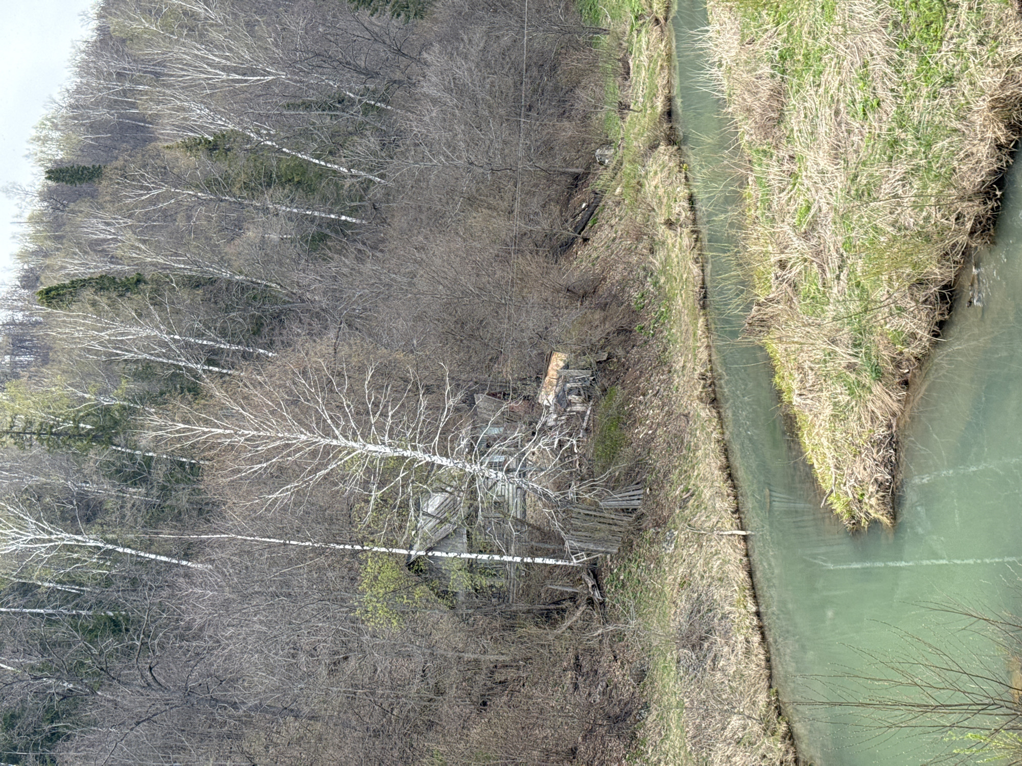 This image captures a tranquil, rural landscape in Ust'e Yaman-Elgi, Russia, likely during early spring. The scene is characterized by a winding, greenish-blue river or stream on the right, flowing past a dense wooded area on the left.
The river's banks and a small, elongated island within it are covered in a mix of dry, light-brown grass and patches of new, vibrant green growth, indicating the seasonal transition. The water itself appears slightly murky, reflecting the natural environment.
The left side of the image is dominated by numerous trees. Many are deciduous, with striking white-barked birch trees prominent among their bare branches. Interspersed are darker green evergreen trees, providing a contrast in texture and color. The overall lack of full foliage on most trees further suggests early spring or late autumn.
Tucked into the woodland on the left bank, partially obscured by the trees, is a dilapidated wooden structure. It appears to be an old, weathered shed, fence, or the remnants of a small building, seemingly abandoned and slowly being reclaimed by nature. Thin utility lines can be faintly seen traversing the upper portion of the wooded area.
The scene is devoid of people or overt activity, conveying a sense of quiet solitude. The lighting is soft and diffused, possibly indicating an overcast day or the gentle light of early morning or late afternoon. No visible text is present in the image.