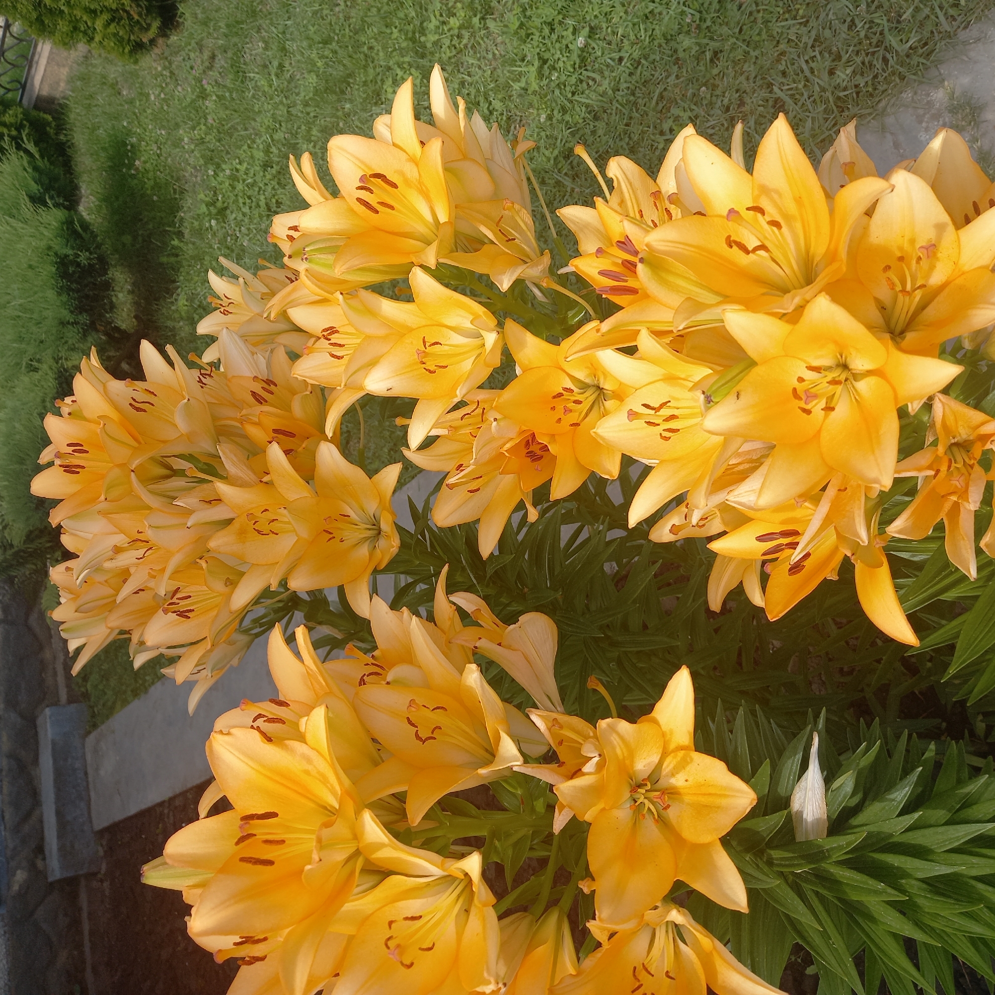This image displays a close-up view of a cluster of vibrant yellow lilies in bloom. The lilies are the primary subject, with their large, trumpet-shaped petals and prominent stamens filled with dark pollen. They are densely packed together, creating a lush and abundant visual effect. The background is softly blurred, showing hints of green grass and dark soil, suggesting an outdoor garden setting. The lighting indicates it is daytime, possibly late morning or early afternoon, with sunlight illuminating the flowers and casting subtle shadows. The image appears to be taken from a slightly elevated perspective, looking down at the flowers. There are no people or animals visible in the frame. The overall impression is one of natural beauty and vibrant floral life. The location of Cepeleuți, Moldova, is not explicitly evident from the visual information within the image itself.
