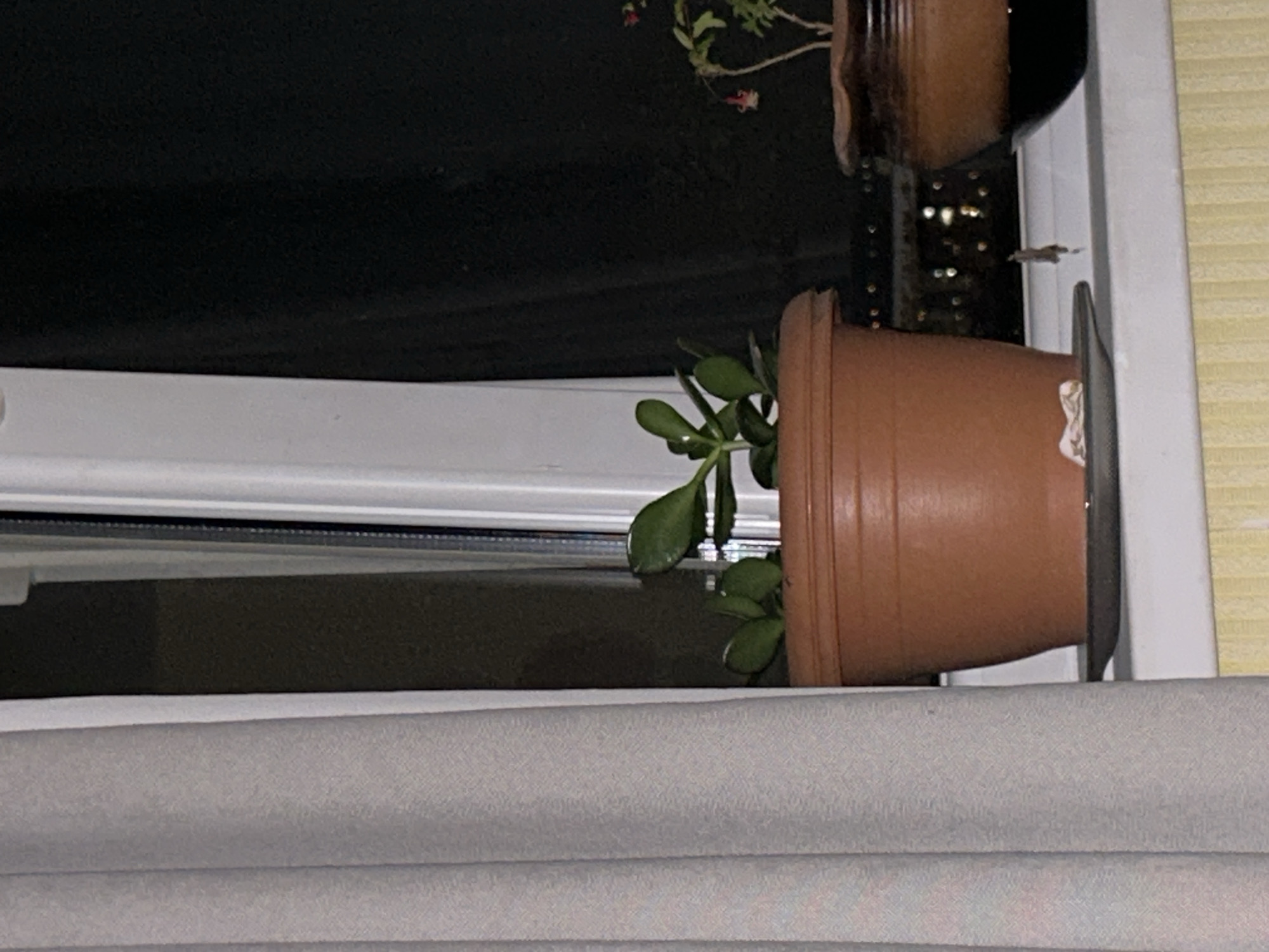 An indoor scene at night shows two potted plants on a windowsill. On the left is a terracotta pot with a jade plant. The pot is situated on a dark saucer. To the right of this pot, a smaller, dark brown pot holds a different plant with small pink flowers. Both plants are positioned in front of a dark curtain. The windowsill is white, and the background outside the window shows blurry, illuminated lights, suggesting a city view at night. A light-colored curtain hangs on the left side of the frame, obscuring a portion of the window.