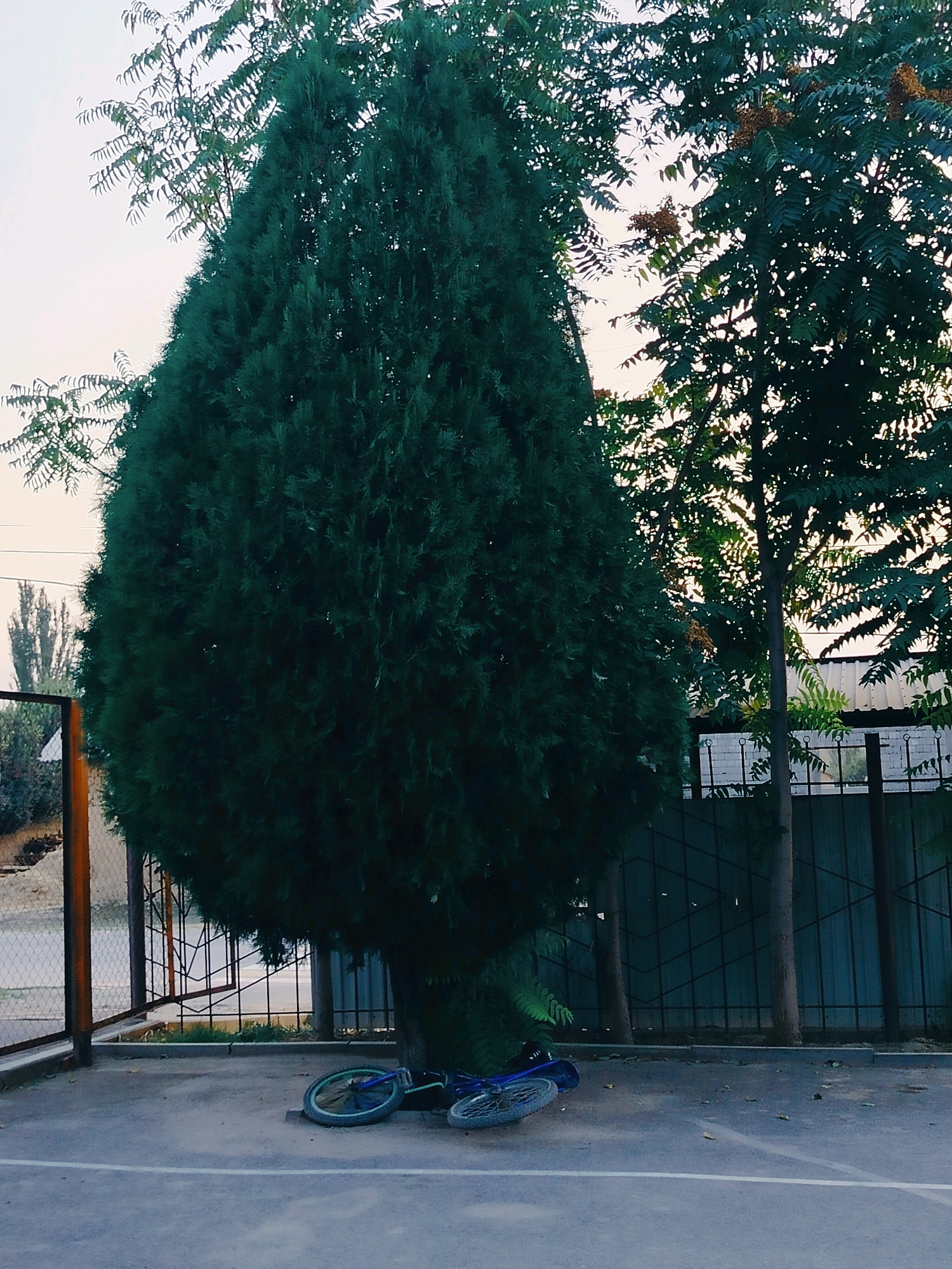The image depicts an outdoor scene on a paved surface, likely a basketball court or similar recreational area, given the presence of a white line marking. Dominating the left and center of the frame is a large, dense evergreen tree, possibly a cypress, with a distinct conical shape. To the right of this tree, another tree with sparser foliage and small brown clusters is visible. In the background, a dark metal fence runs horizontally, separating the court area from what appears to be a residential or industrial zone with buildings and more vegetation.
On the ground in front of the large evergreen tree, a blue bicycle is lying on its side. The front wheel is facing towards the viewer, and the rear wheel is partially obscured. The bicycle appears to be a BMX or a similar type of youth bicycle.
The overall impression is one of a quiet, possibly abandoned, outdoor space. The lighting suggests it might be late afternoon or early morning, with soft, diffused light. There are no people visible in the image, and the scene is static, focusing on the interplay of the trees, the bicycle, and the architectural elements of the background. The location is identified as being in the city of Көлкент, Kazakhstan, adding a specific geographical context to the scene.