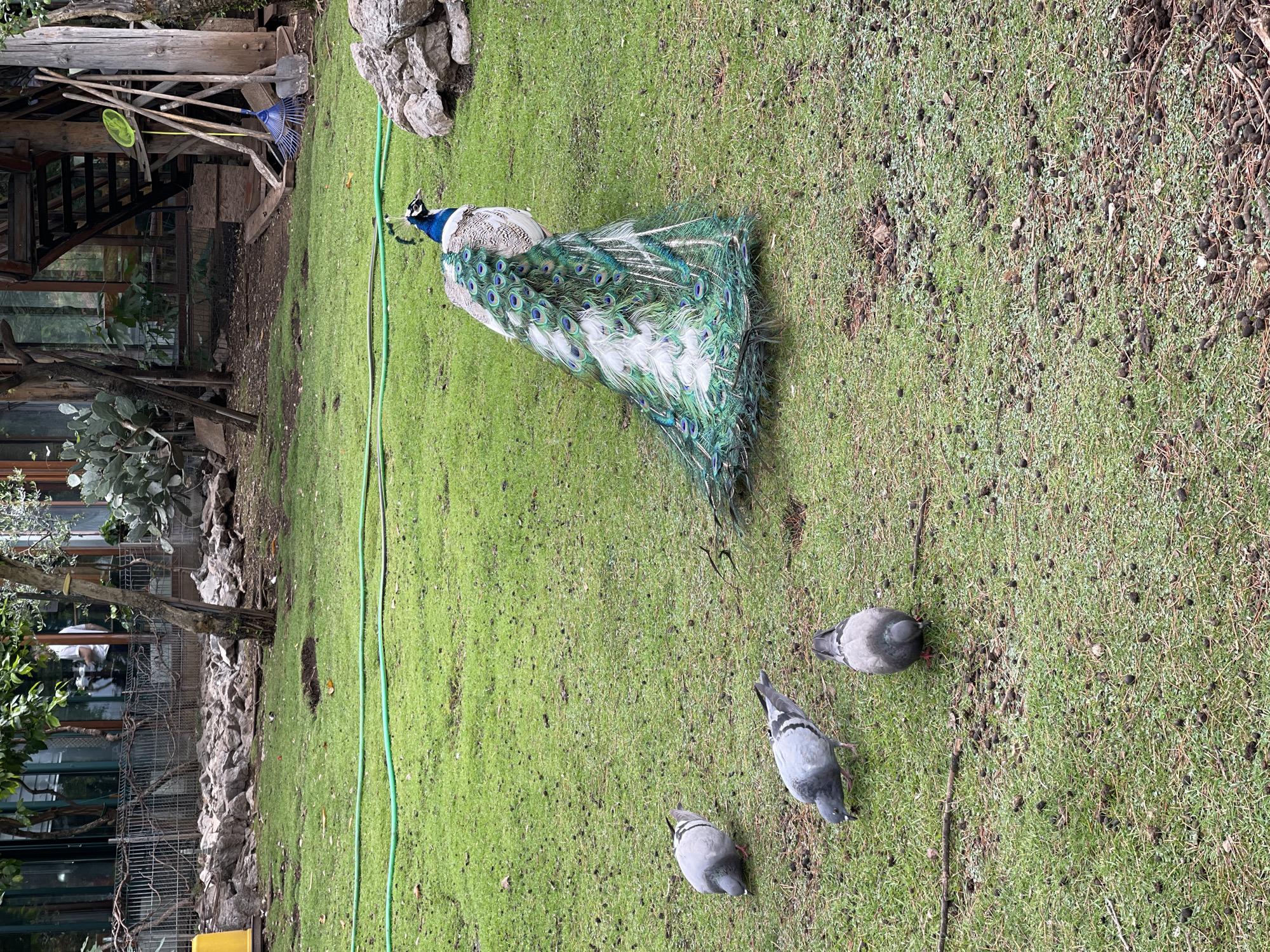 A peacock with its tail feathers displayed stands on a grassy area. Three pigeons are present on the grass near the peacock. In the background, a structure is visible with various gardening tools. The location is Budva, Montenegro.