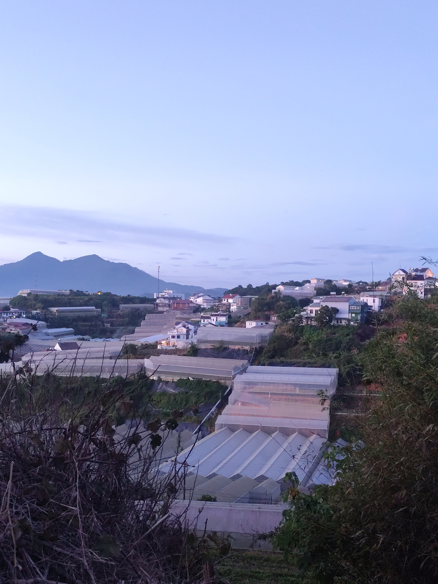 This media file depicts a rural landscape at dawn or dusk in Lạc Dương, Vietnam. The scene is dominated by rolling hills covered in numerous greenhouses, characterized by their white, translucent sheeting. These structures are arranged in rows, suggesting agricultural activity, likely for protected farming.
In the midground, a cluster of houses with white and light-colored roofs are scattered across the hillsides, interspersed with lush green trees and foliage. Some of these houses appear to be larger, potentially villas, while others are smaller. In the background, a range of majestic, dark purple mountains form a dramatic backdrop, partially obscured by a thin layer of pale, wispy clouds that stretch across the horizon. The sky transitions from a light, almost white hue at the top to a soft lavender near the horizon, indicating the twilight hours.
The foreground is partially filled with dark, silhouetted branches and dry twigs, adding a sense of depth and framing the view of the greenhouses and the distant mountains. The overall mood is serene and peaceful, conveying a sense of quiet rural life under the soft, diffused light of early morning or late evening. No people are visible in the frame, and there is no visible text. The weather appears calm with clear visibility of the mountainous terrain.