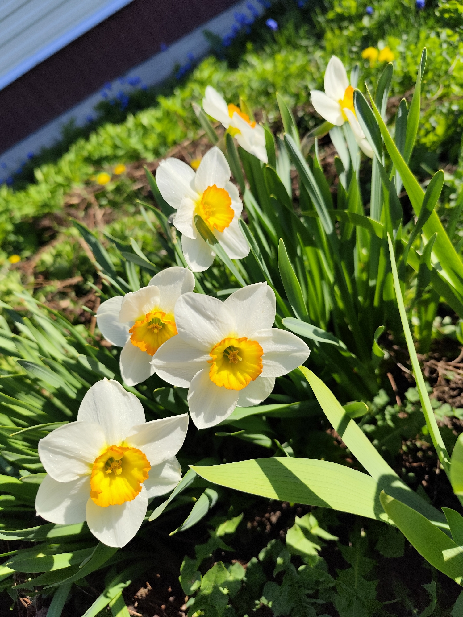 A close-up, eye-level shot shows a cluster of six white daffodils with bright yellow trumpets growing in a garden in Фоки, Russia. The flowers are surrounded by long, green leaves and other plants. A blue and brown structure is faintly visible in the upper left of the frame. The ground appears to be covered with mulch and other small plants. The scene is lit by bright sunlight, creating strong shadows.