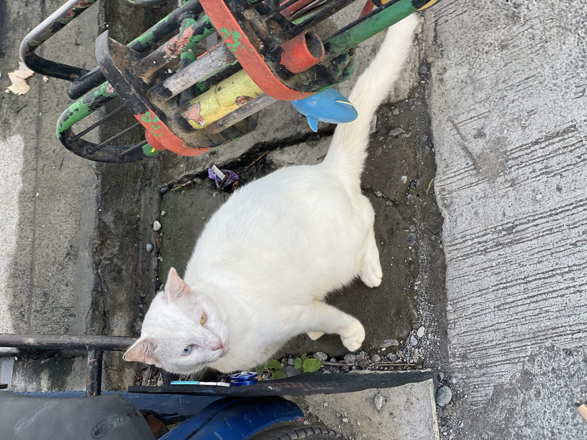 A white cat with heterochromia, one blue eye and one yellow eye, sits on a wet concrete surface next to a black metallic object and a colorful, weathered metal structure. The cat is looking to its left, with its body angled slightly. The environment appears to be outdoors, possibly an alley or a sidewalk, with debris and a leafy plant visible. The overall scene suggests a candid moment captured in an urban setting, likely in Davao City, Philippines, given the architectural style of the metal structure and the general ambiance.