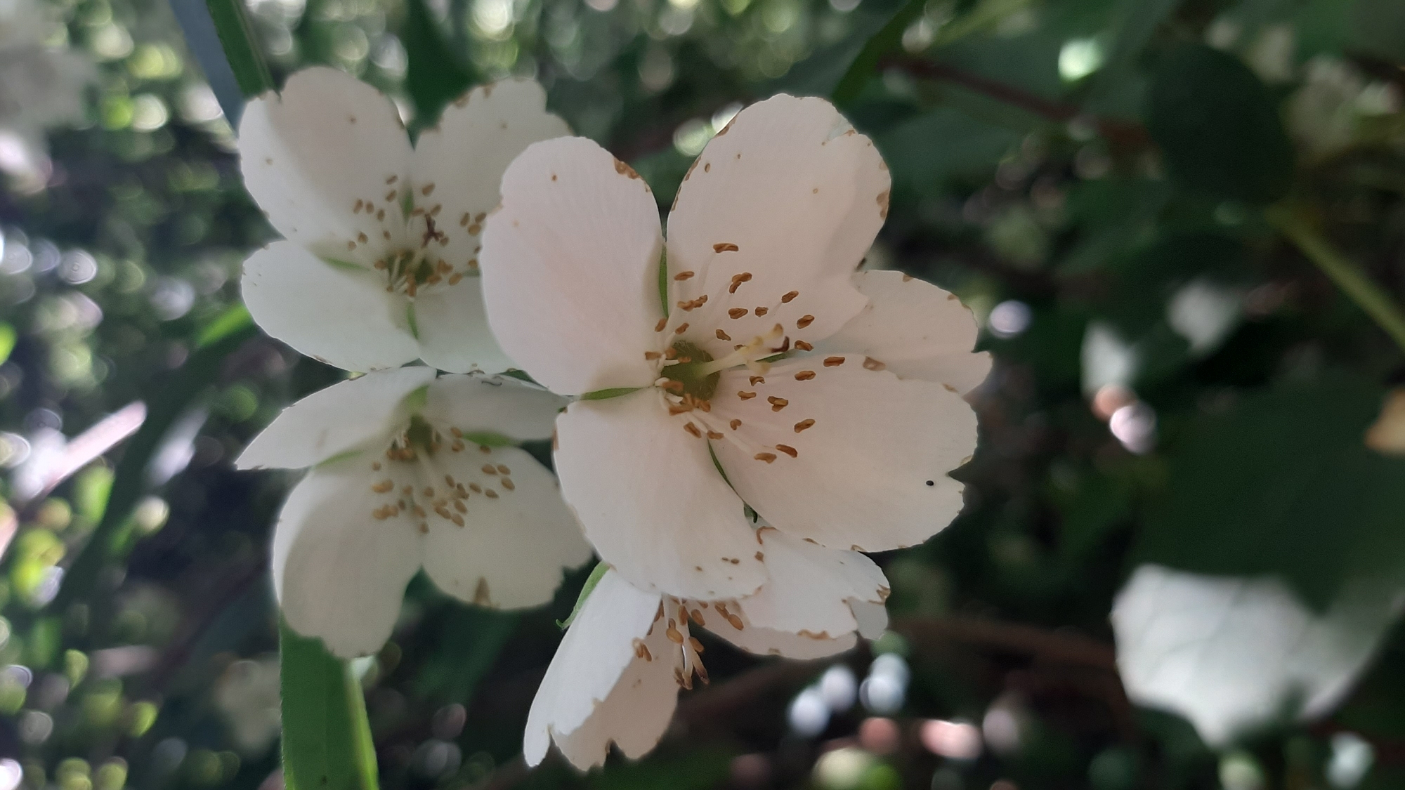 A close-up, vertical shot shows a cluster of white jasmine flowers with delicate petals and visible brown stamens. The background is a blur of green foliage and bokeh lights, suggesting an outdoor, possibly garden setting. The focus is on the intricate details of the flowers, with some petals showing slight browning at the edges.