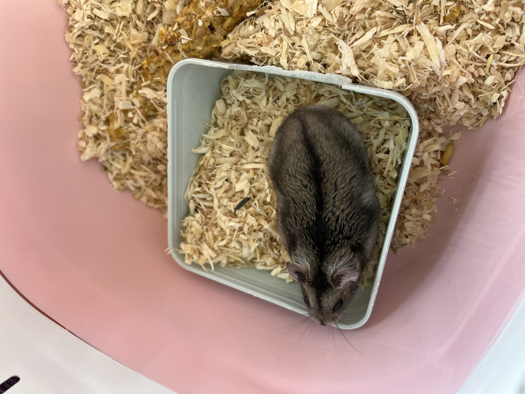 A small, grey and brown hamster lies on its side in a white plastic dish filled with wood shavings. The dish is inside a larger pink plastic container, which is filled with more wood shavings and some food pellets. The hamster appears to be resting or sleeping. The background is out of focus, but it appears to be an indoor setting. The image is taken from a slightly high angle, looking down at the hamster.