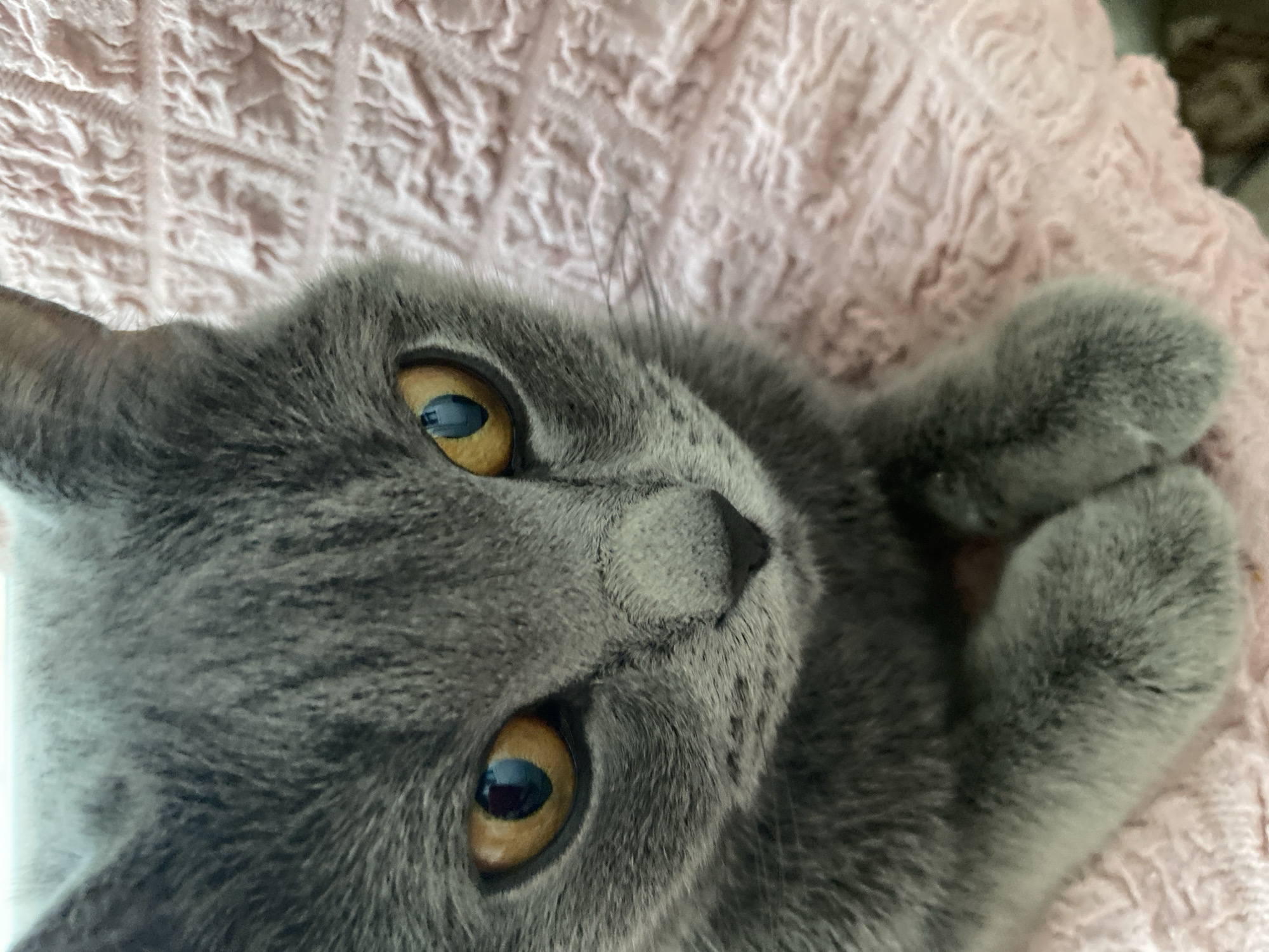 This is a close-up, low-angle, vertical shot of a British Shorthair cat lying on a pink, textured blanket. The cat has gray fur with faint tabby markings on its face. Its large, round eyes are a striking amber color with dark pupils reflecting light. The cat's front paws are curled up near its head. The background is the pink blanket, which has a raised, wavy pattern. The lighting suggests it might be indoors during the daytime. The cat appears relaxed and possibly curious, with its gaze directed slightly off-camera. There is no visible text in the image. The location context is Kocasinan, Turkey.