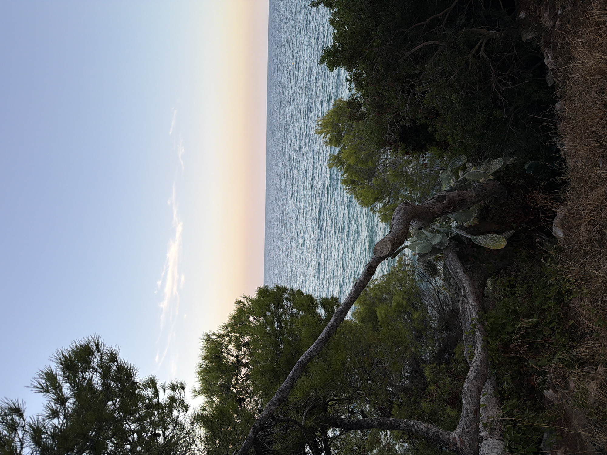 The image depicts a coastal view at dusk. The foreground is dominated by dense vegetation, including trees with gnarled branches and prickly pear cacti. A thick, rough-barked tree trunk extends diagonally across the lower portion of the frame, its branches interwoven with the surrounding greenery. The middle ground features the calm, blue-green ocean stretching towards the horizon. The sky above transitions from a soft pink and orange near the horizon to a pale blue at the top of the frame, with a few wispy clouds. The scene is natural and serene, with no people or man-made structures visible. This view is consistent with the coastline found in Mont-roig del Camp, Spain, known for its rugged natural beauty and coastal vegetation.