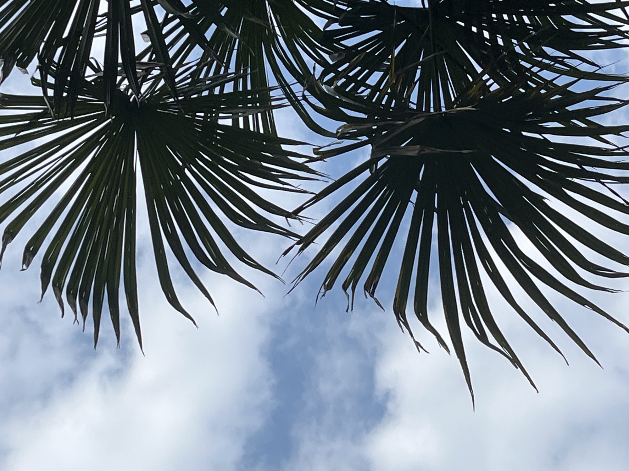 The image shows a close-up view of dark green palm fronds silhouetted against a cloudy blue sky. The fronds are sharply defined, with individual leaf segments visible. The sky is overcast, with patches of lighter and darker clouds creating a textured background. The scene appears to be outdoors, suggesting a tropical or subtropical environment. The specific location in Ureki, Georgia, implies a coastal area, known for its palm trees and beaches. There are no people or other discernible objects in the frame, focusing solely on the natural elements of the palm leaves and the sky. The perspective is looking upwards towards the canopy of the palm trees.