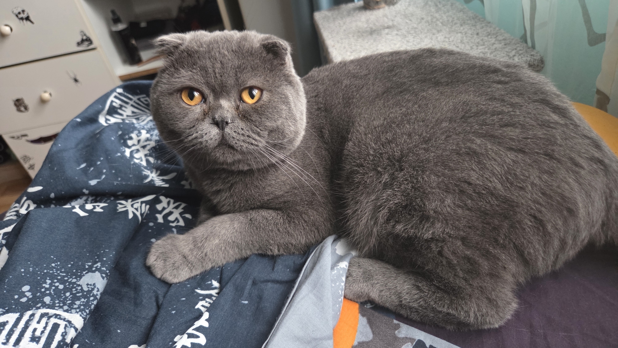A gray Scottish Fold cat with golden eyes is lying on a bed covered with a blue patterned blanket. The cat is facing forward with one paw extended. Behind the bed is a white dresser with round wooden knobs. To the right, a gray surface and a curtain are visible. The location is likely indoors, possibly in a home in Burgas, Bulgaria.