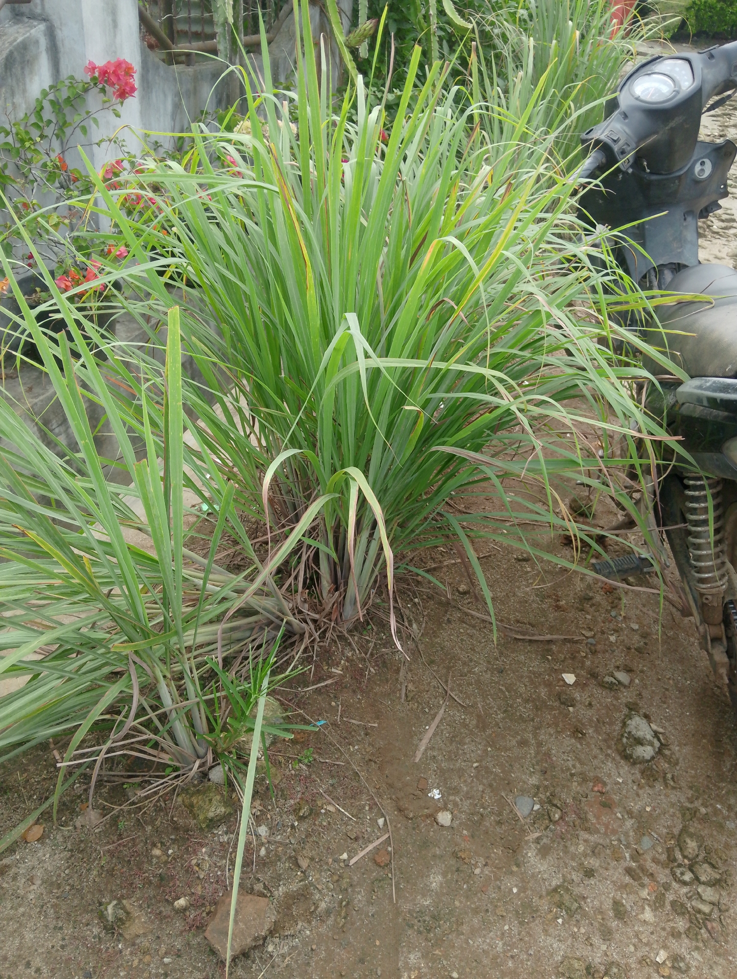 The image depicts an outdoor scene in Naga Jaya 1, Indonesia, with a focus on a patch of lemongrass plants. The lemongrass, with its long, green, blade-like leaves, is the dominant subject, appearing lush and full. Two distinct clumps of lemongrass are visible. To the right of the lemongrass, a portion of a dark-colored motorcycle is present, suggesting it is parked nearby. The background includes a textured wall, possibly part of a building, with some pink flowers blooming on a vine. The ground is a mix of soil, small stones, and some scattered debris, indicating an unpaved area. The overall impression is a casual outdoor setting, likely a residential or communal space.