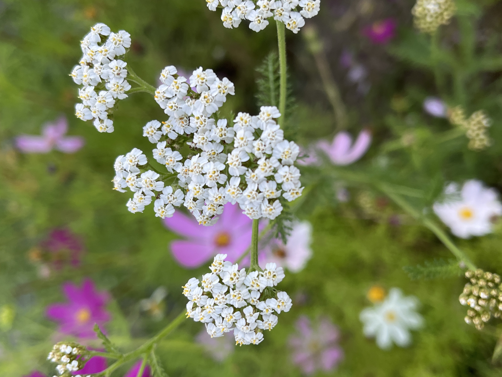The image shows a close-up view of white yarrow flowers with yellow centers, clustered on green stems. In the background, out of focus, are various other flowers in shades of pink and purple, set against a backdrop of lush green foliage. The scene appears to be a garden or a meadow. There is no information in the image to suggest a location in Il'ino, Russia.