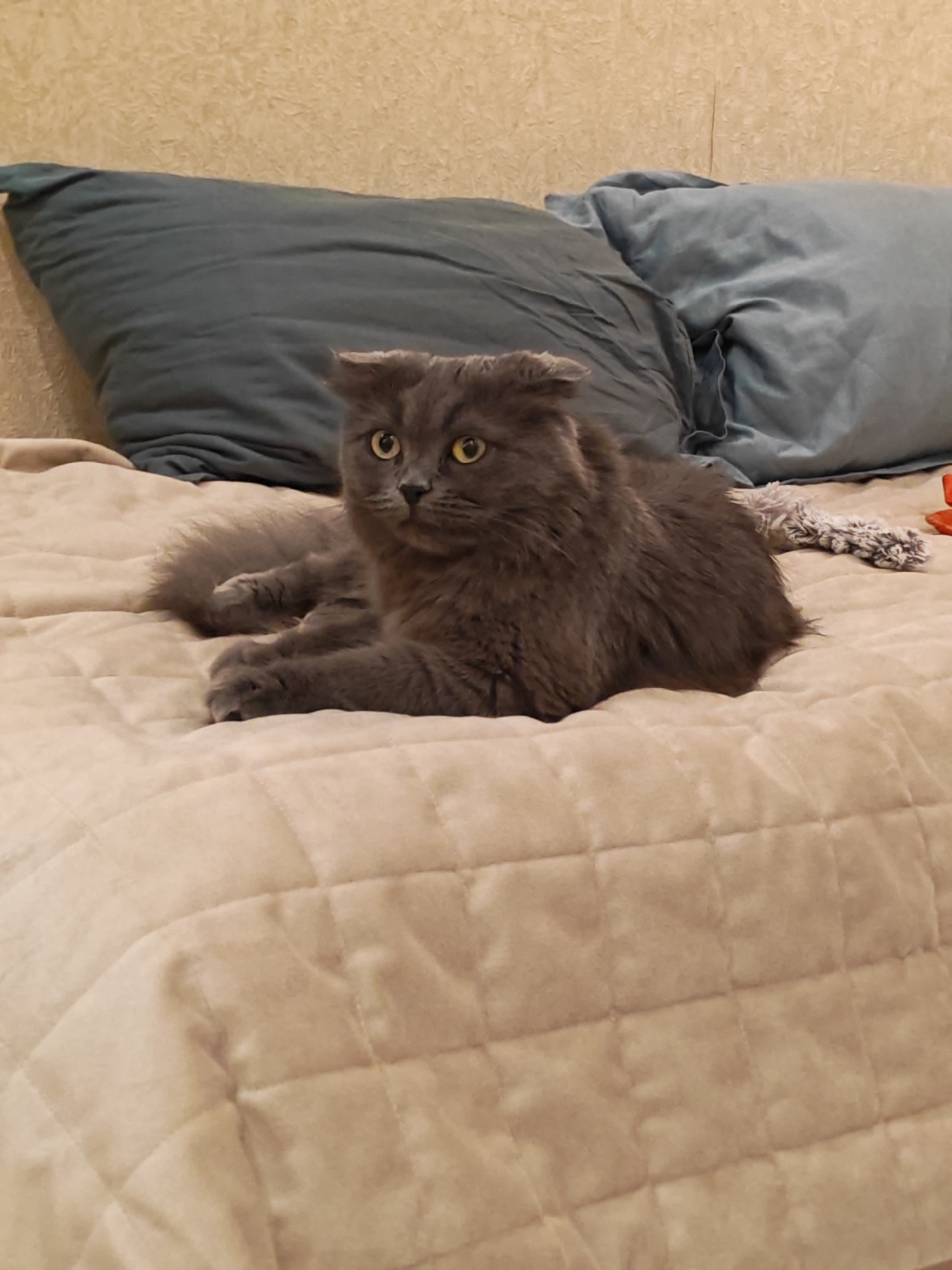 A grey, long-haired cat is lying on a beige quilted bedspread. The cat is facing the camera with its paws tucked underneath. Two blue pillows are visible in the background, behind the cat. The cat's ears are folded back slightly, and its eyes are open and looking forward. The environment appears to be an indoor setting, likely a bedroom. There is no information in the image that would indicate its location in Bataysk, Russia.