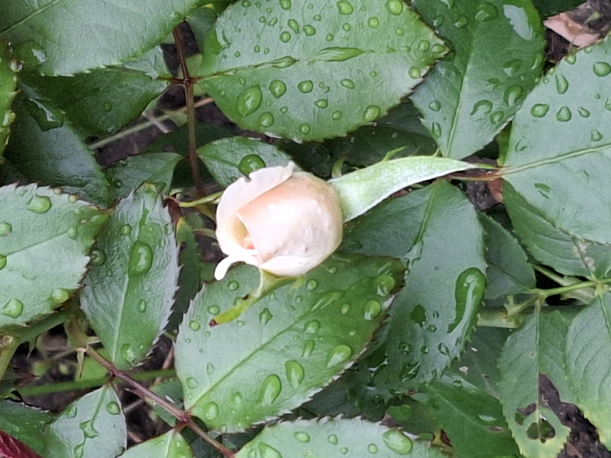 A close-up, overhead shot captures a single, pale pink rosebud surrounded by lush green leaves speckled with numerous water droplets. The rosebud, positioned slightly off-center to the right, is tightly closed, revealing delicate, unfurling petals. The leaves are dark green and glossy, with a serrated edge, and each is adorned with an array of water beads of varying sizes, indicating recent rainfall. The overall impression is one of freshness and natural beauty. The scene is devoid of any human presence or recognizable landmarks.