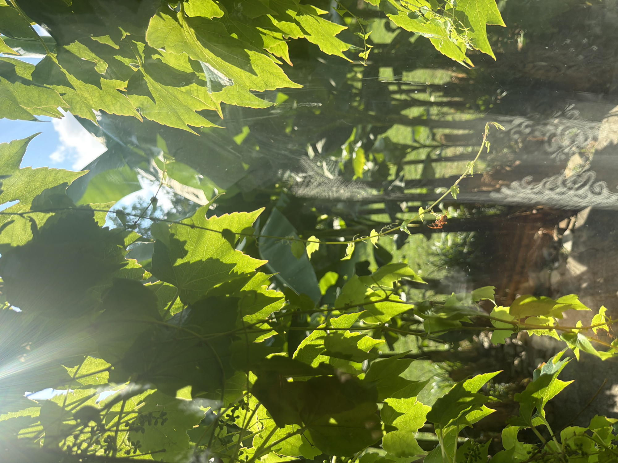 This media file captures a close-up view of vibrant green leaves, likely from a vine such as ivy or grape, illuminated by the sun's rays. The sunlight creates a lens flare effect in the lower left quadrant and casts dappled shadows on the leaves. In the background, through the foliage, a blurred scene is visible, suggesting an outdoor setting. This background includes what appears to be a fence with intricate patterns and hints of greenery, possibly a garden or yard. A fine, translucent spiderweb is noticeable on some of the leaves and across the background elements, hinting at a natural, possibly untended, environment. In the mid-ground, a small spider is visible on a thin vine. The time of day appears to be daytime, given the bright sunlight and clear blue sky peeking through the leaves. The overall mood is one of natural beauty and tranquility, emphasizing the interplay of light and shadow on the plant life. The location context of Sochi, Russia, suggests a temperate climate conducive to this type of lush vegetation. There is no visible text in the image.