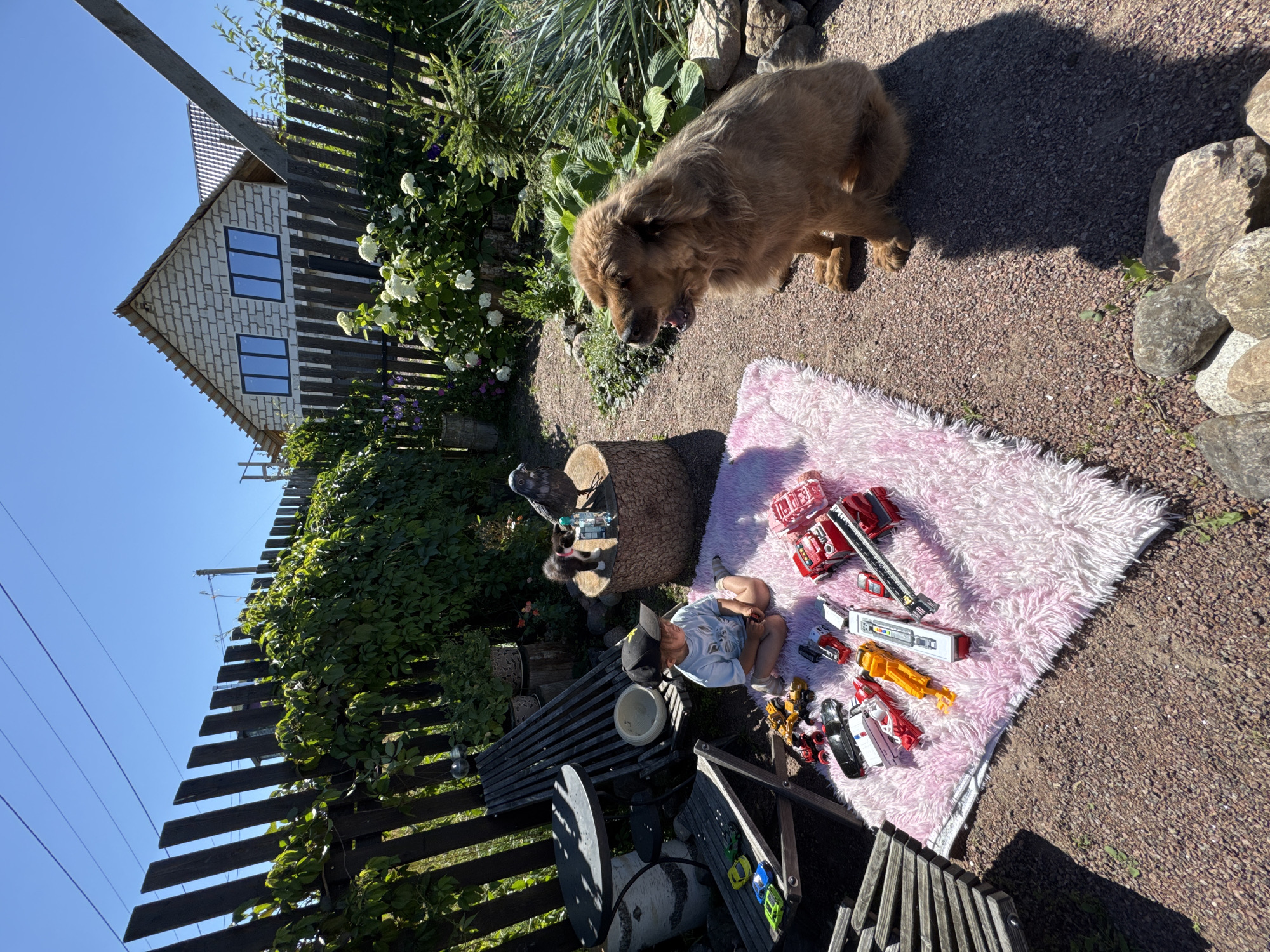 In a yard in Kempelevo, Russia, a young child wearing a blue t-shirt and a black baseball cap sits on a pink rug surrounded by an assortment of toy vehicles. Nearby, a large, light brown dog sits on the ground, looking to the side with its mouth open. A small black and white kitten stands on a wooden stump, next to a grey bird figurine and a clear plastic bottle. The yard is enclosed by a wooden fence covered in green vines, and a partially constructed brick house is visible in the background. The ground is covered in gravel and scattered stones, with some plants and outdoor furniture present. The scene is illuminated by bright sunlight, casting distinct shadows.