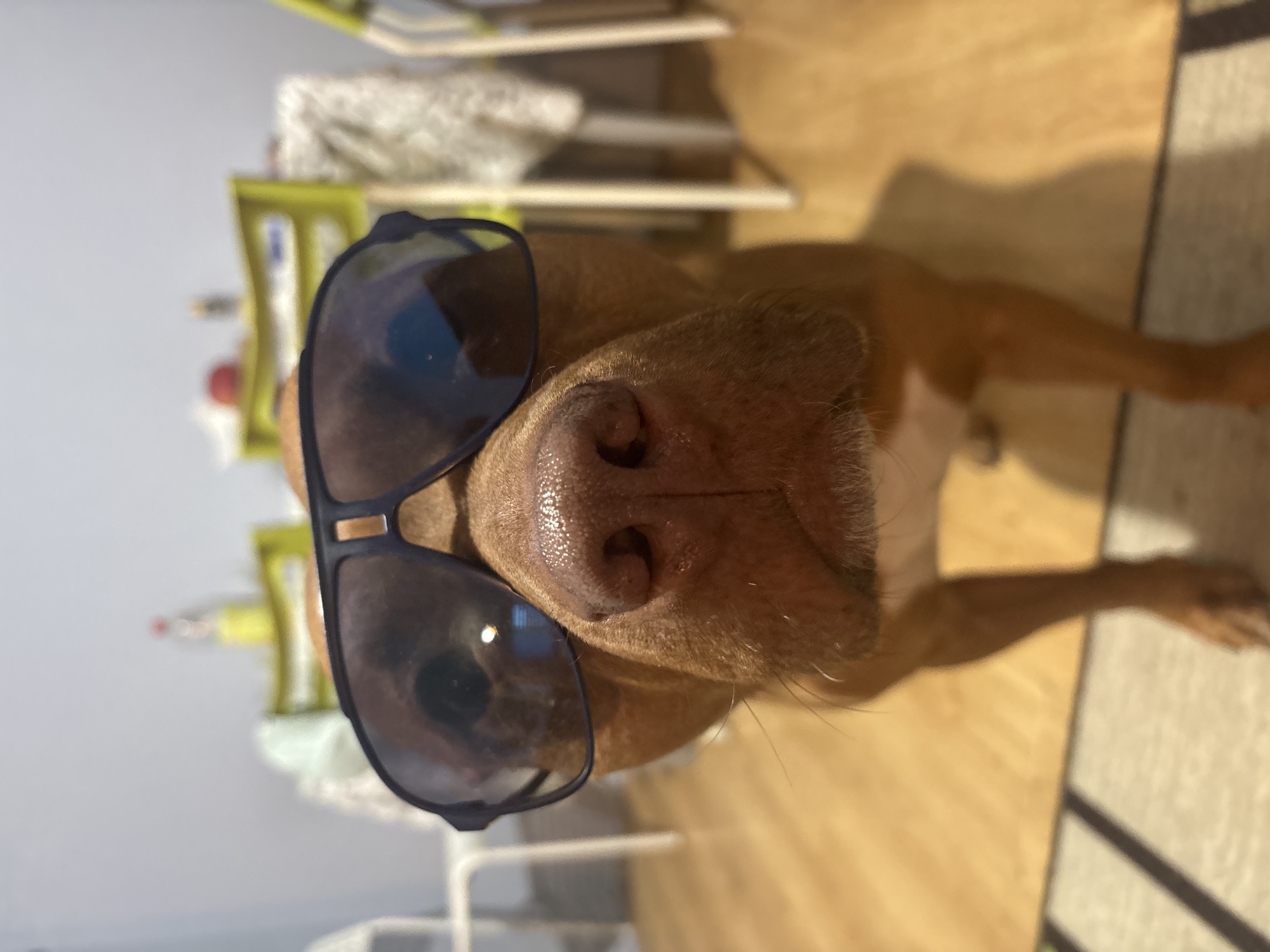 A dog wearing sunglasses is close to the camera. The dog is light brown, with a large nose and whiskers. The sunglasses have dark frames. The background is a room with a wooden floor and a light-colored rug. There's a baby chair and some other items in the background, suggesting a home interior setting. The photo appears to have been taken at a close distance, focusing on the dog's face. There's no indication of Sofia, Bulgaria, in the image.
