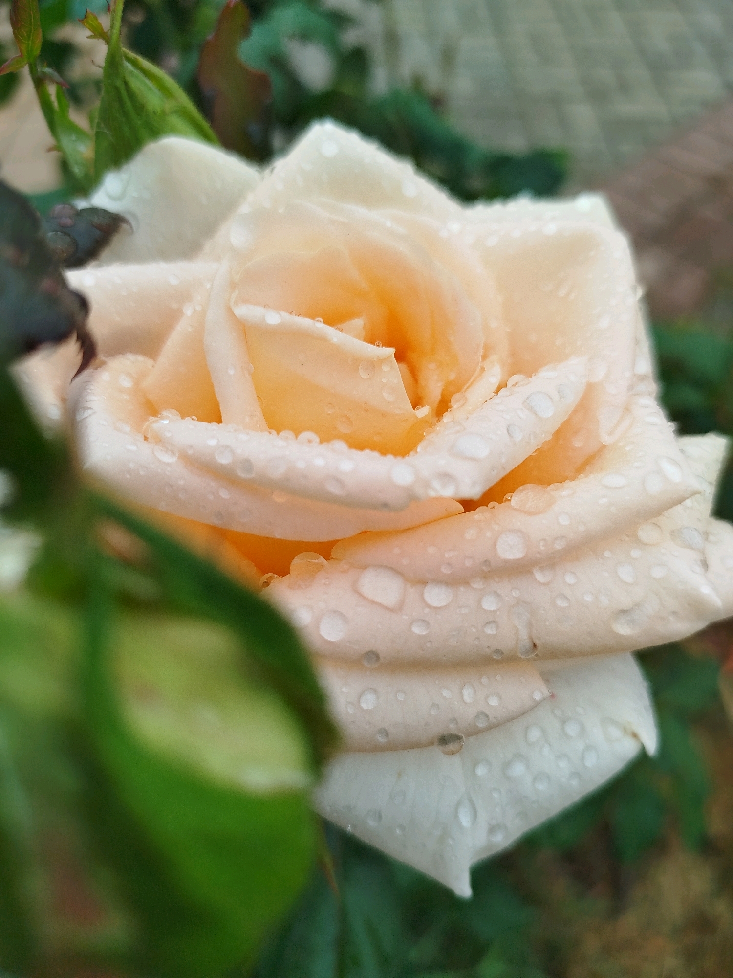 A close-up, high-angle shot showcases a pale peach rose covered in water droplets. The petals are layered and soft, with the water accentuating their texture. The rose is the dominant subject, set against a blurred background of green foliage and a hint of brown earth. The lighting is natural, suggesting an outdoor setting, possibly a garden. No people are present in the image.