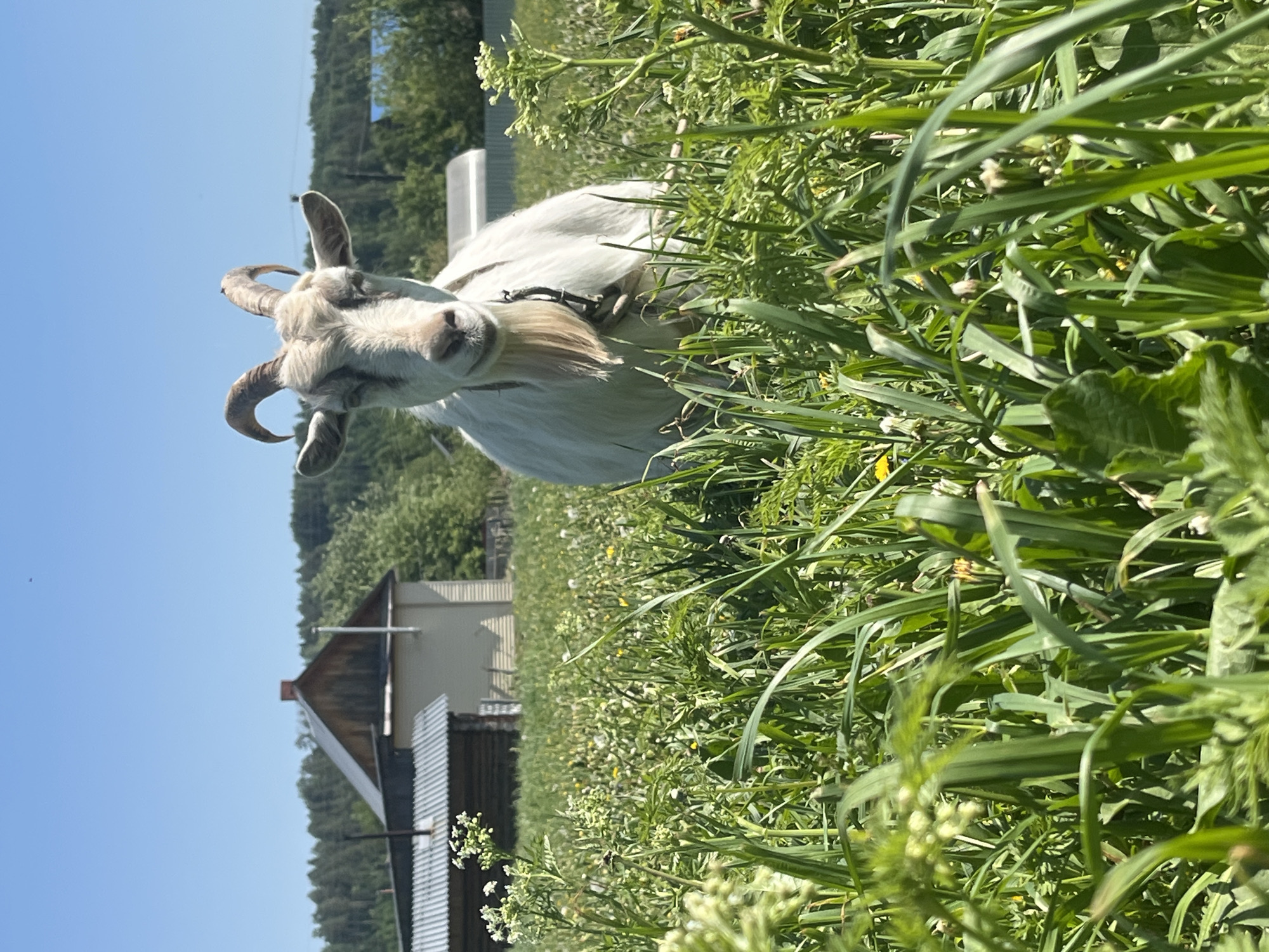 A white goat with curved horns and a long beard is standing in a field of tall green grass and white wildflowers. The goat has a black collar. Behind the goat, a small house with a gray roof and wooden walls is visible. In the background, there are green trees and a clear blue sky. The location is Сосново, Russia.