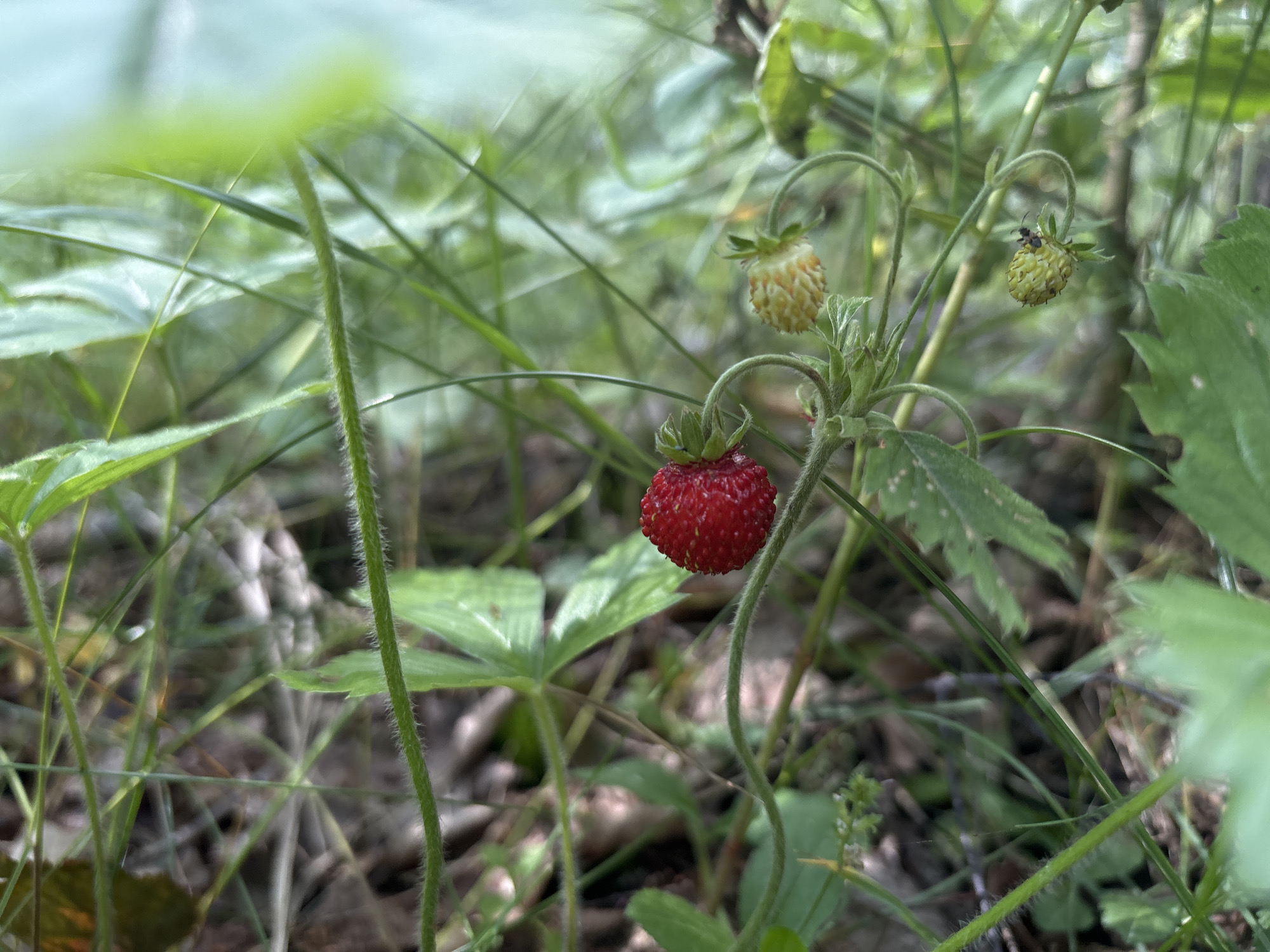 This media file showcases a close-up view of a wild strawberry plant, likely in Savonlinna, Finland. The main subject is a bright red, ripe wild strawberry, positioned centrally and in sharp focus. The strawberry is attached to its slender stem, which curves downwards. Surrounding the ripe berry are several unripe, pale green strawberries, some of which are beginning to show a yellowish hue. One of these unripe strawberries has a small insect perched on it, possibly a bee or fly.
The setting is a natural, outdoor environment, characterized by lush green foliage. Tall grasses and various leaves create a dense background, with some leaves in sharp focus and others softly blurred, suggesting a shallow depth of field. The ground is visible in patches, appearing to be covered in leaf litter and soil, typical of a woodland or meadow floor. The lighting suggests it is daytime, with soft, diffused light, indicating an overcast sky or dappled shade.
The overall impression is one of natural beauty and the quiet observation of flora. There is no text visible in the media file. The focus on the ripening fruit and the presence of an insect suggest a natural ecosystem in action.