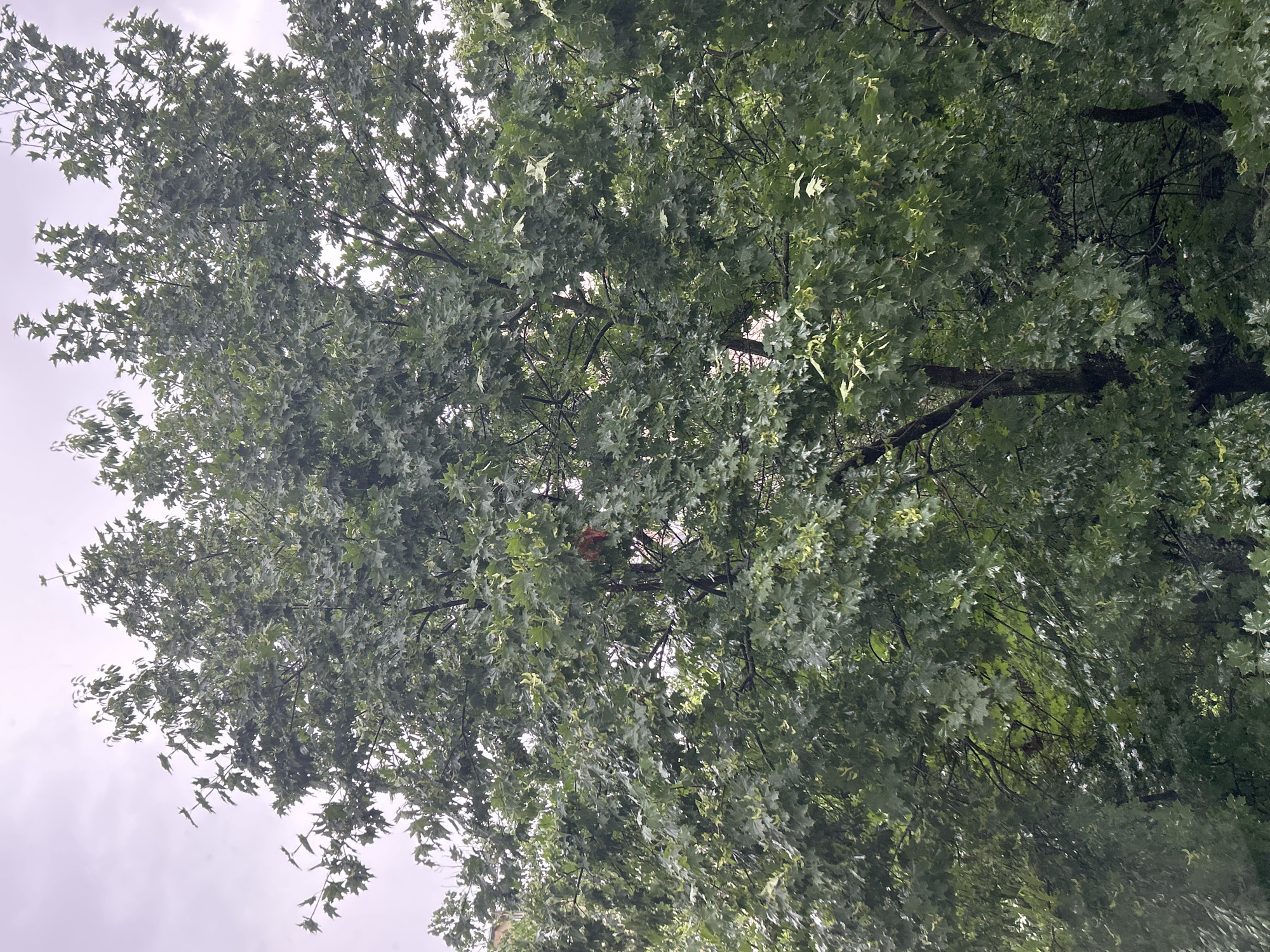 The image presents an upward view into the dense, green canopy of a deciduous tree, likely a maple, set against a bright, overcast sky. The majority of the frame is filled with numerous vibrant green leaves, many of which are distinctively lobed. Darker tree branches are visible throughout the foliage, weaving between the clusters of leaves. The lighting is diffuse, suggesting a cloudy or overcast daytime sky, as there are no harsh shadows or direct sunlight.
In the central-right area of the tree's canopy, a small, reddish-brown object is partially visible, nestled within the leaves and branches. This object appears to be a bird's nest or a squirrel's drey, constructed from natural materials. No people or specific activities are depicted, focusing entirely on the natural elements of the tree. The scene conveys a sense of peaceful nature. The context places this tree in Sofia, Bulgaria.