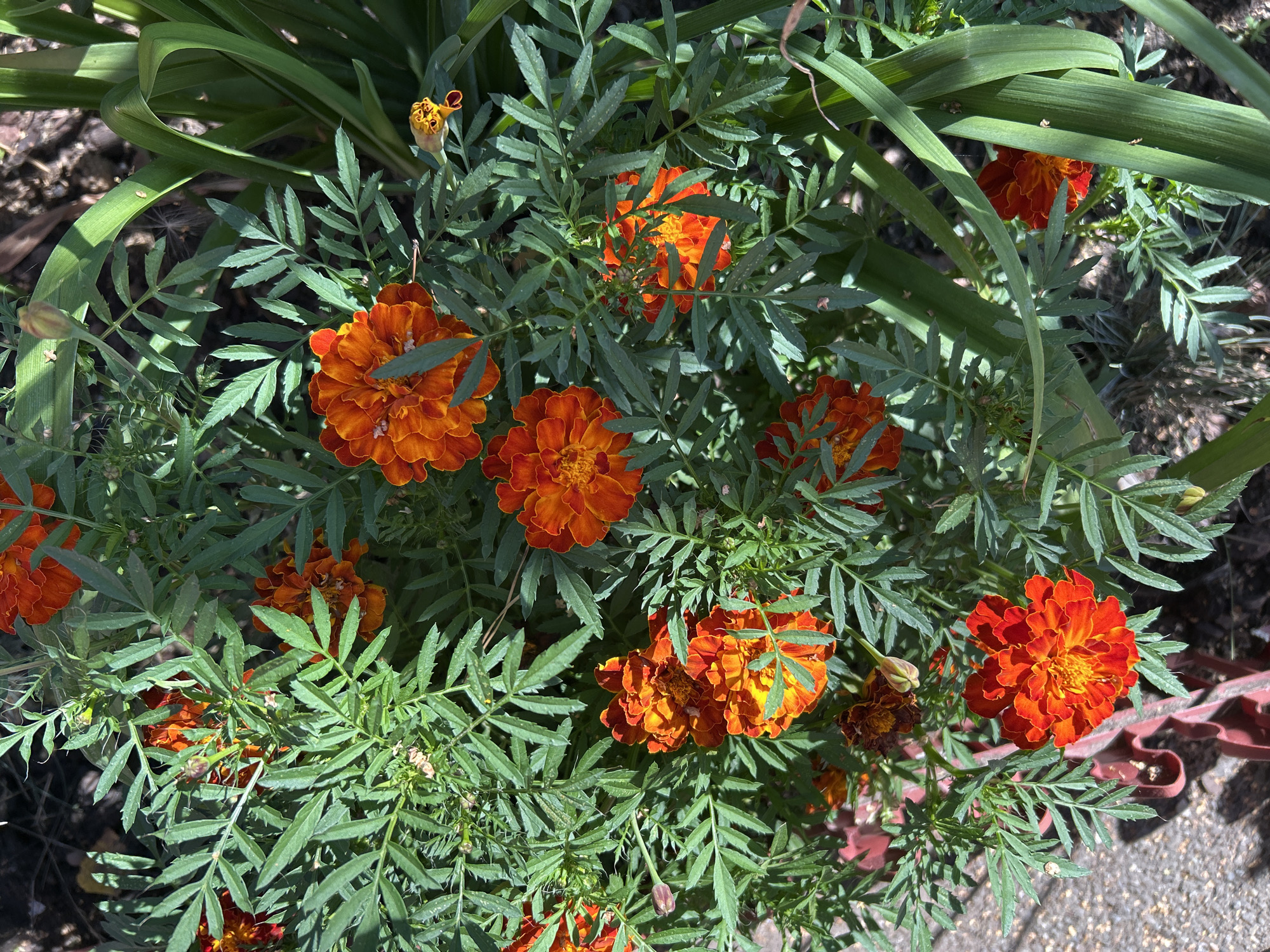 The image depicts a close-up view of a cluster of vibrant orange and red marigolds in bloom. The flowers are densely packed, with intricate, ruffled petals. Fern-like green foliage surrounds the blossoms, creating a lush and textured background. Some of the marigold buds are visible, hinting at more flowers to come. The lighting suggests it is daytime, with dappled sunlight illuminating the scene. The ground visible at the bottom left appears to be a coarse, grayish surface, possibly a sidewalk or pathway, with a hint of red decorative metalwork. The environment is naturalistic, likely a garden or outdoor planting. There are no people, animals, or specific landmarks to indicate a precise location within Tomsk, Russia.
