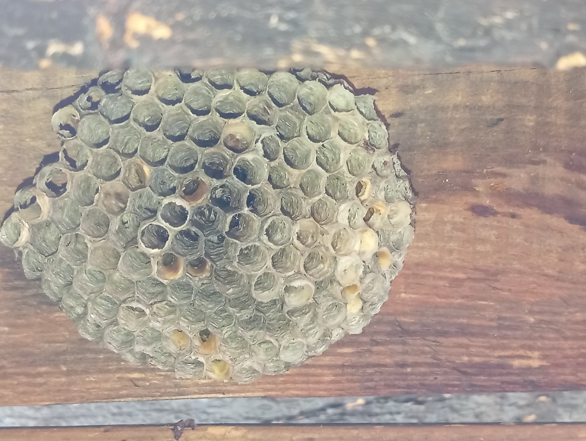 A close-up, vertical, slightly angled, eye-level shot shows a partial view of a wasp's nest adhered to a wooden surface. The nest is roughly circular, with a light gray, papery texture and visible hexagonal cells. Some cells contain a yellowish substance, possibly larvae or stored food. The wooden surface is weathered, with visible grain and some discoloration. The background is out of focus, showing darker vertical elements on the right and a lighter, textured surface on the left. The image was taken outdoors in Baden, Austria. There are no people or animals visible in the shot.